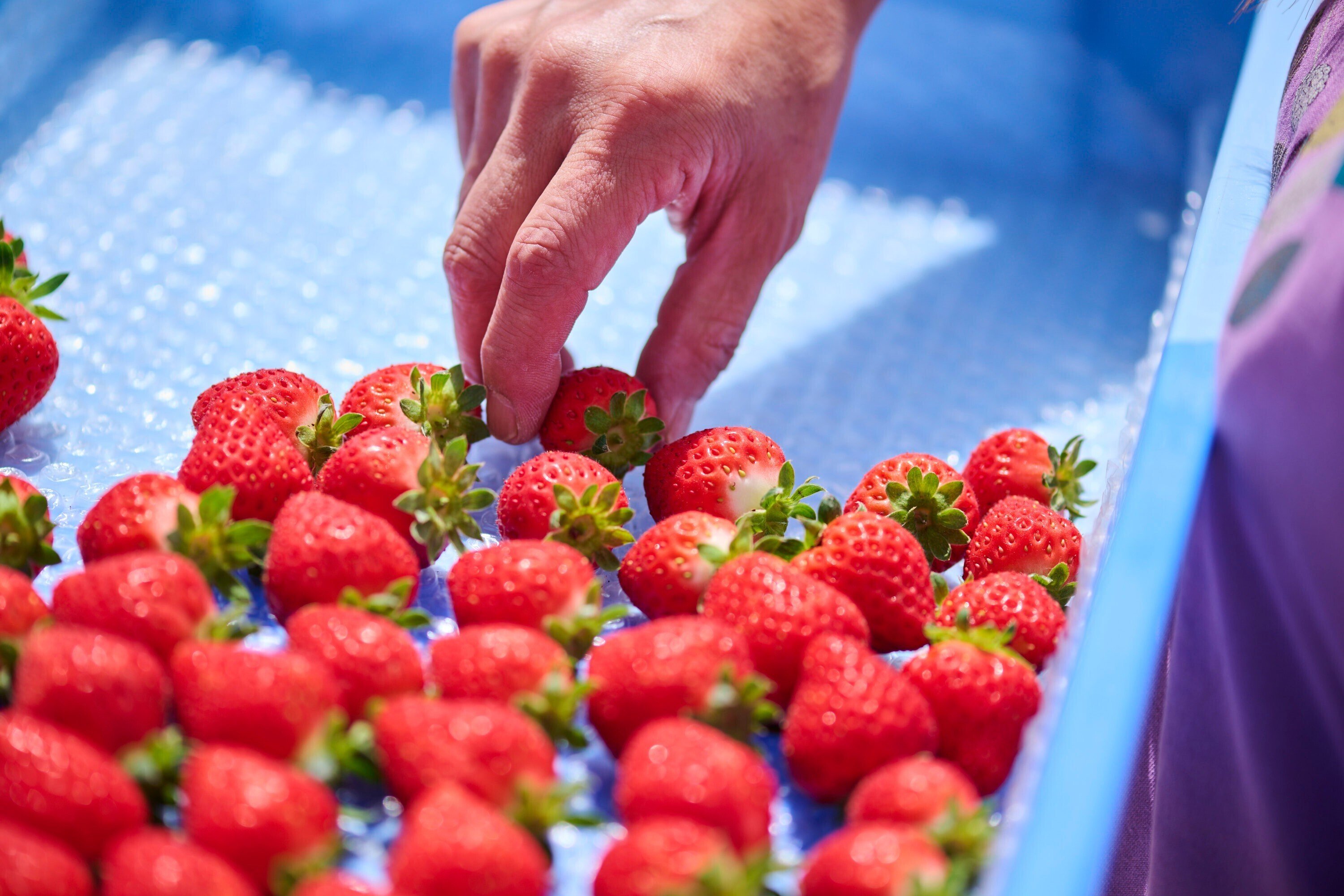 雄大な北アルプスのふもと。一人ひとりの情熱と探究心が甘い夏いちごを