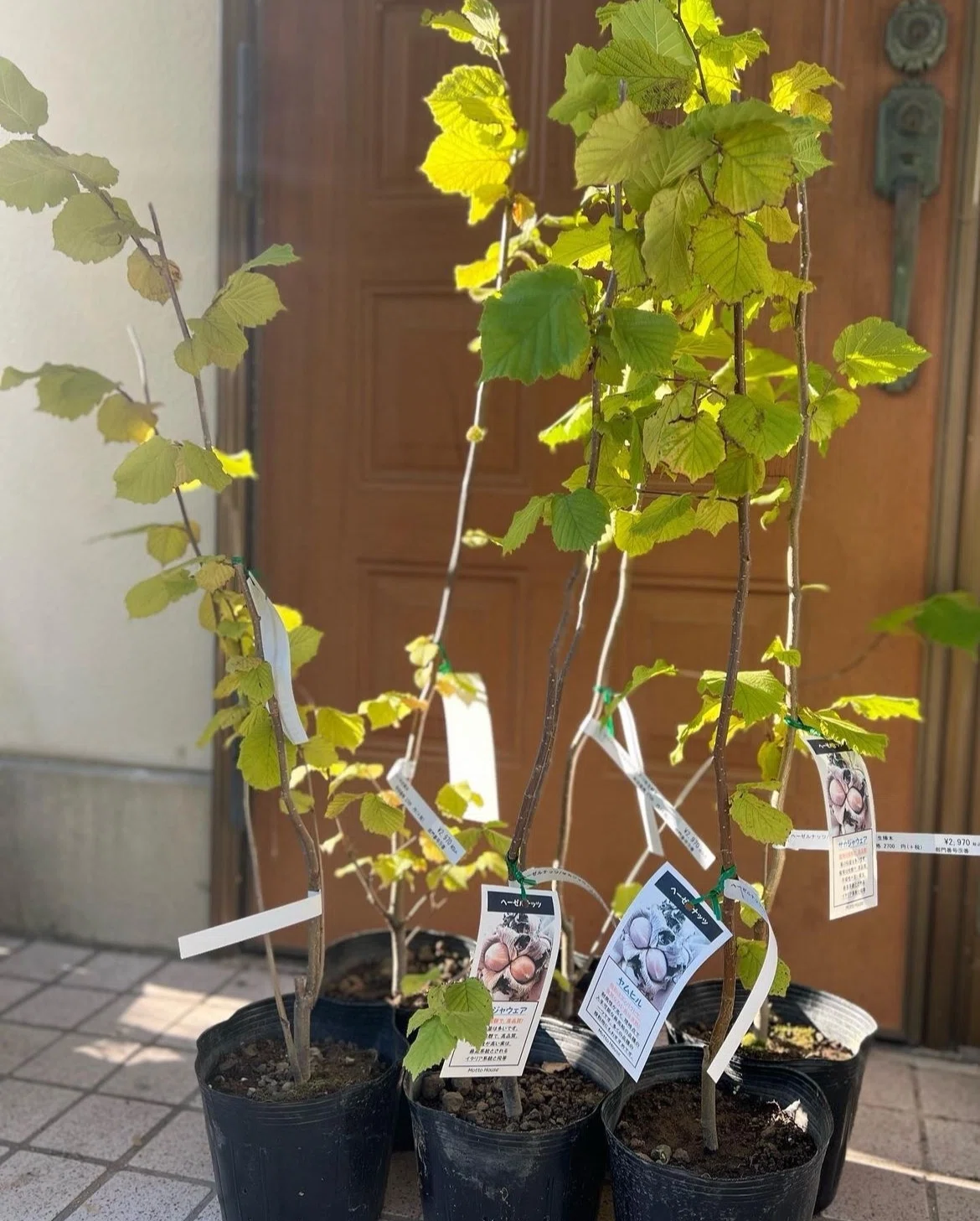 ヘーゼルナッツの苗集め日記｜榛ノ森-ハシバミノモリ-