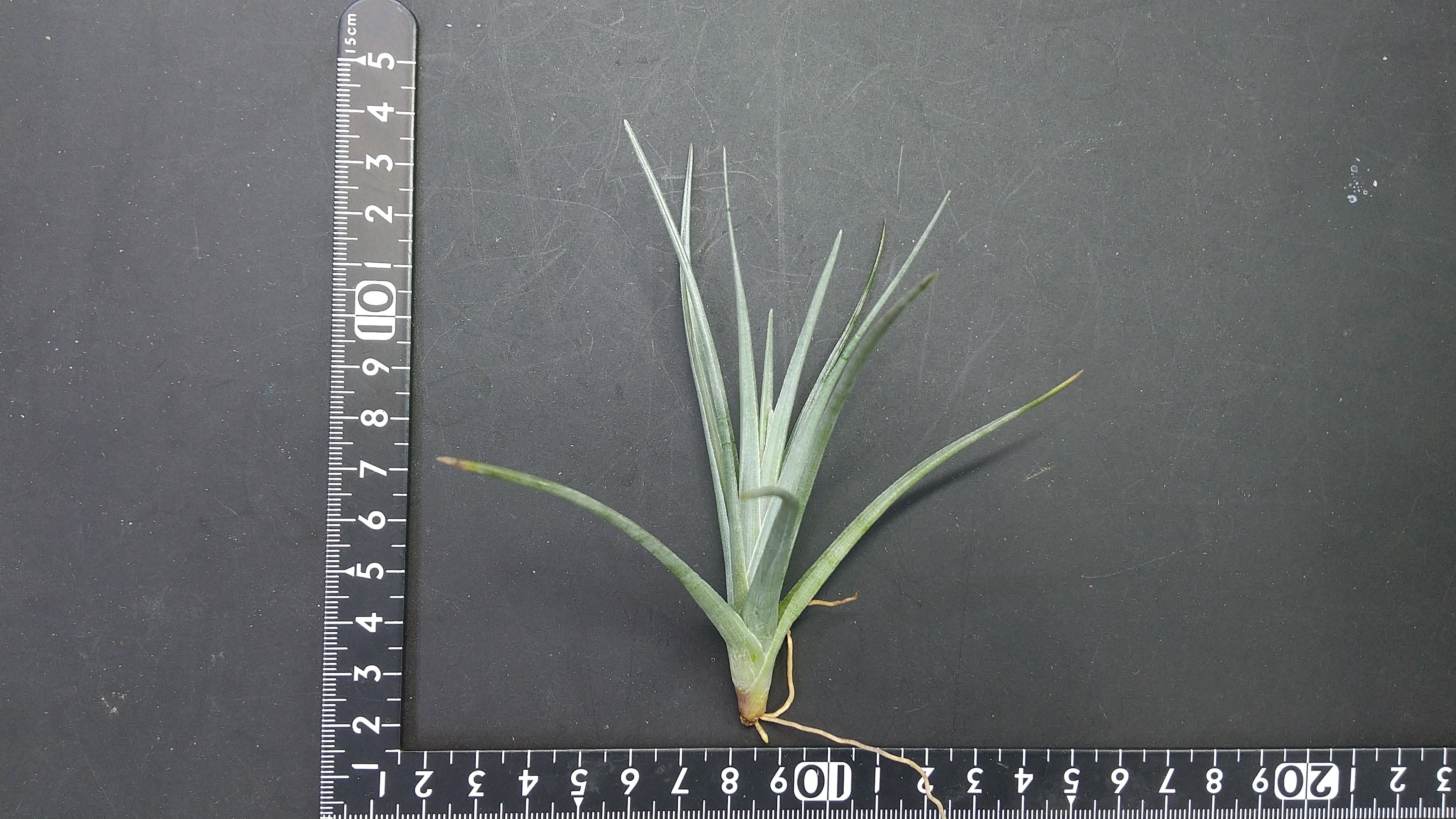 チランジア入荷リスト11/8｜NatureGarden🌿神田