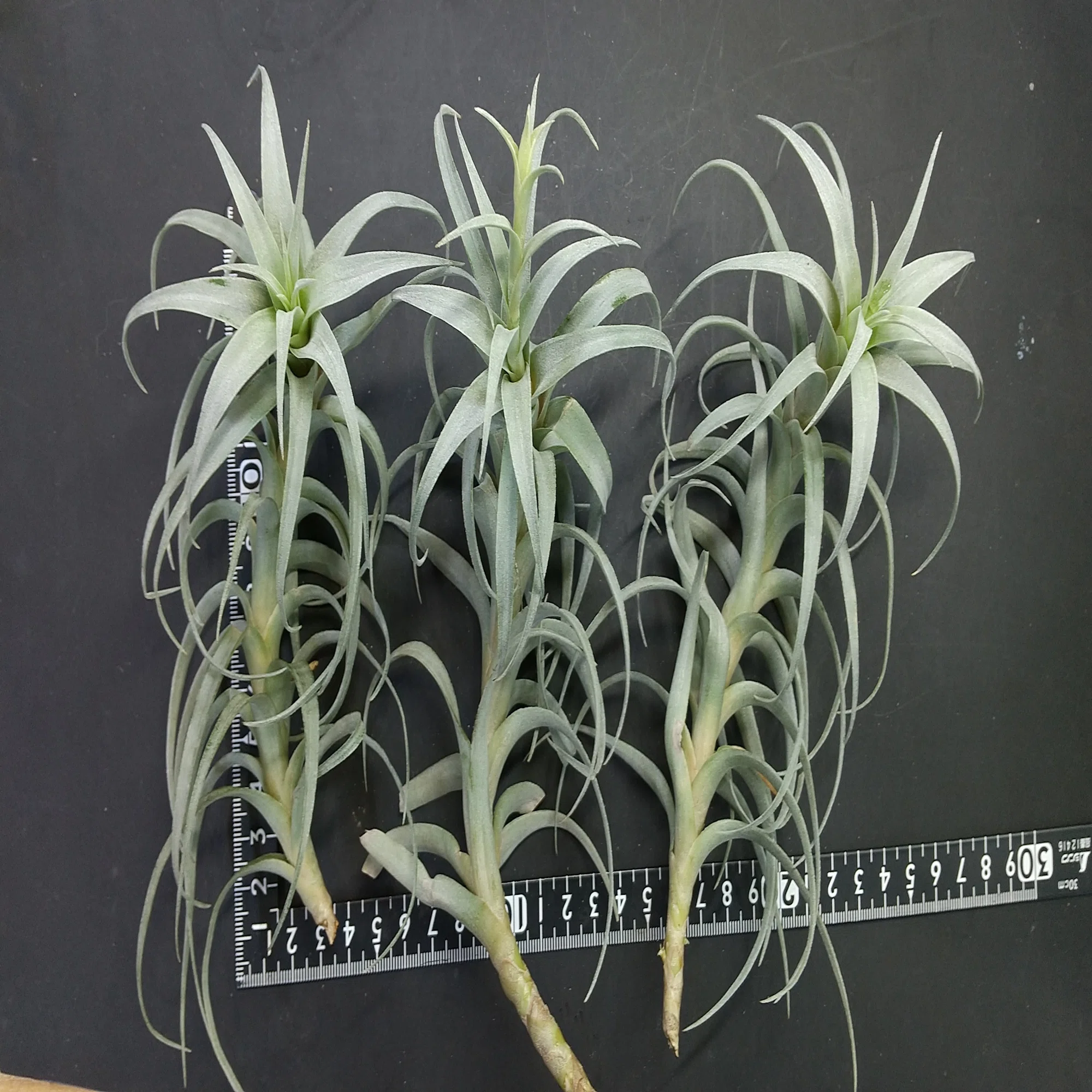 チランジア入荷リスト11/8｜NatureGarden🌿神田