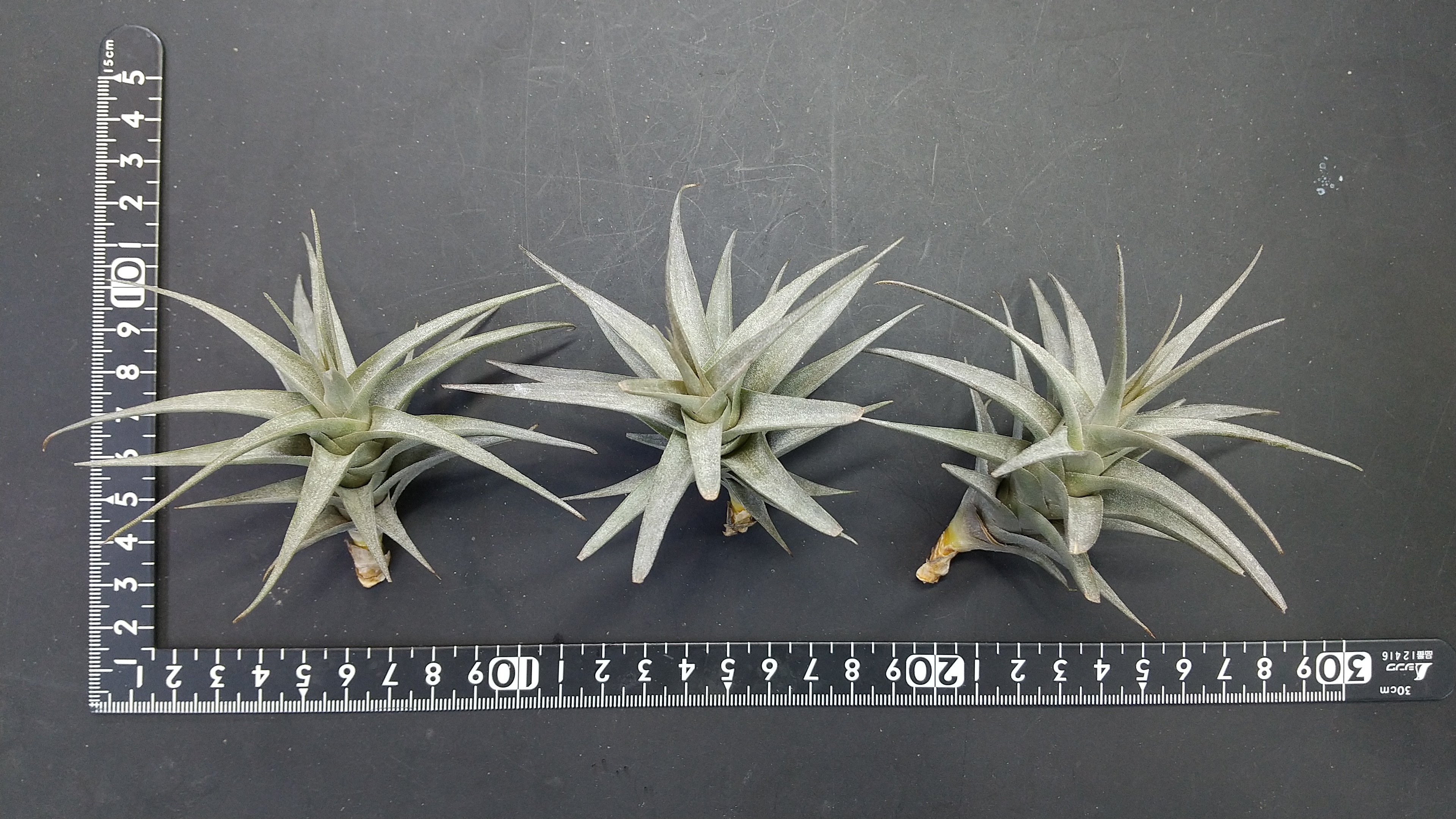 Tillandsia Haselnuss Koehres産 速達発送 Yahoo!オークション - Tillandsia ionantha haselnuss ex