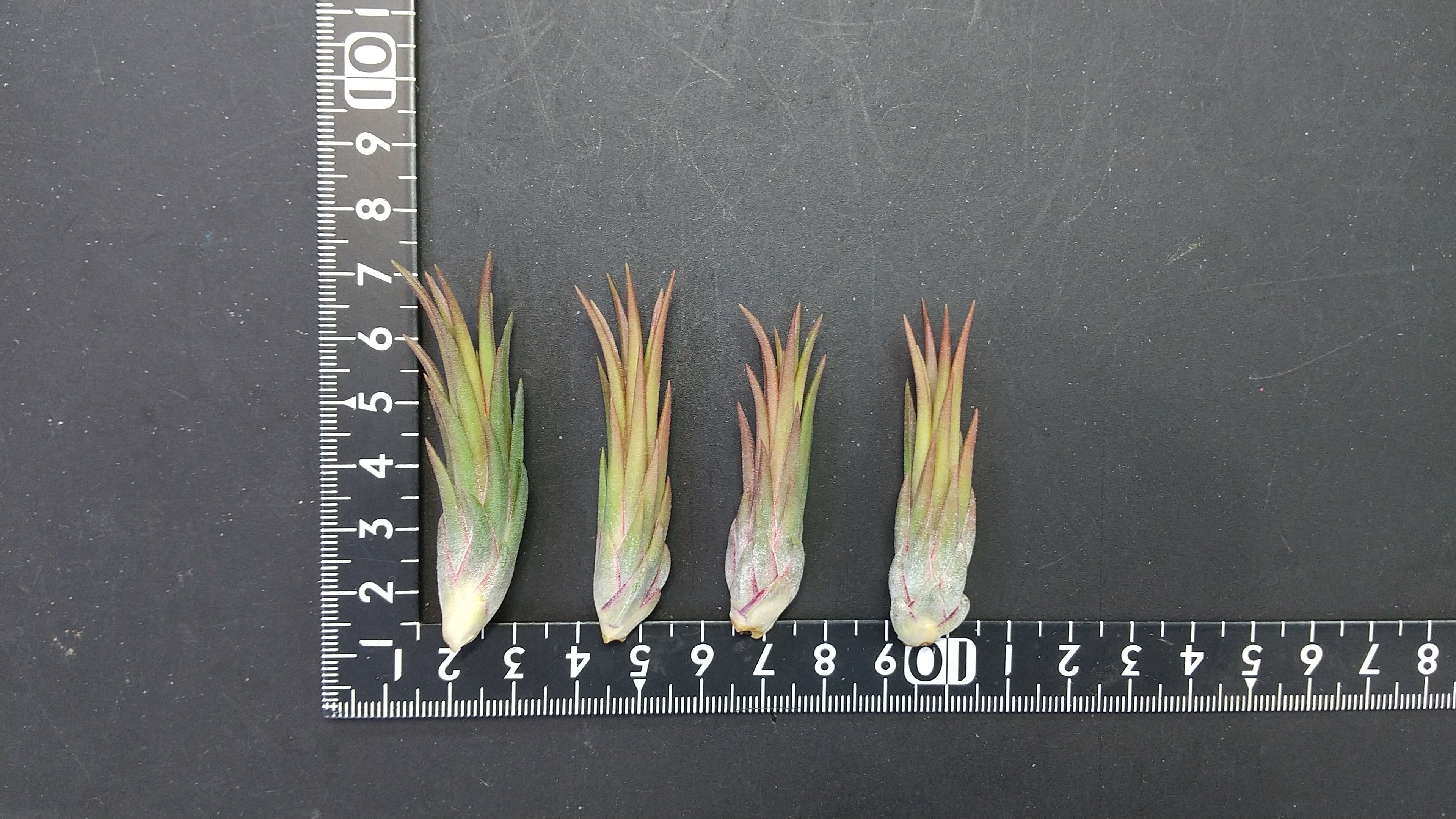チランジア入荷リスト11/8｜NatureGarden🌿神田