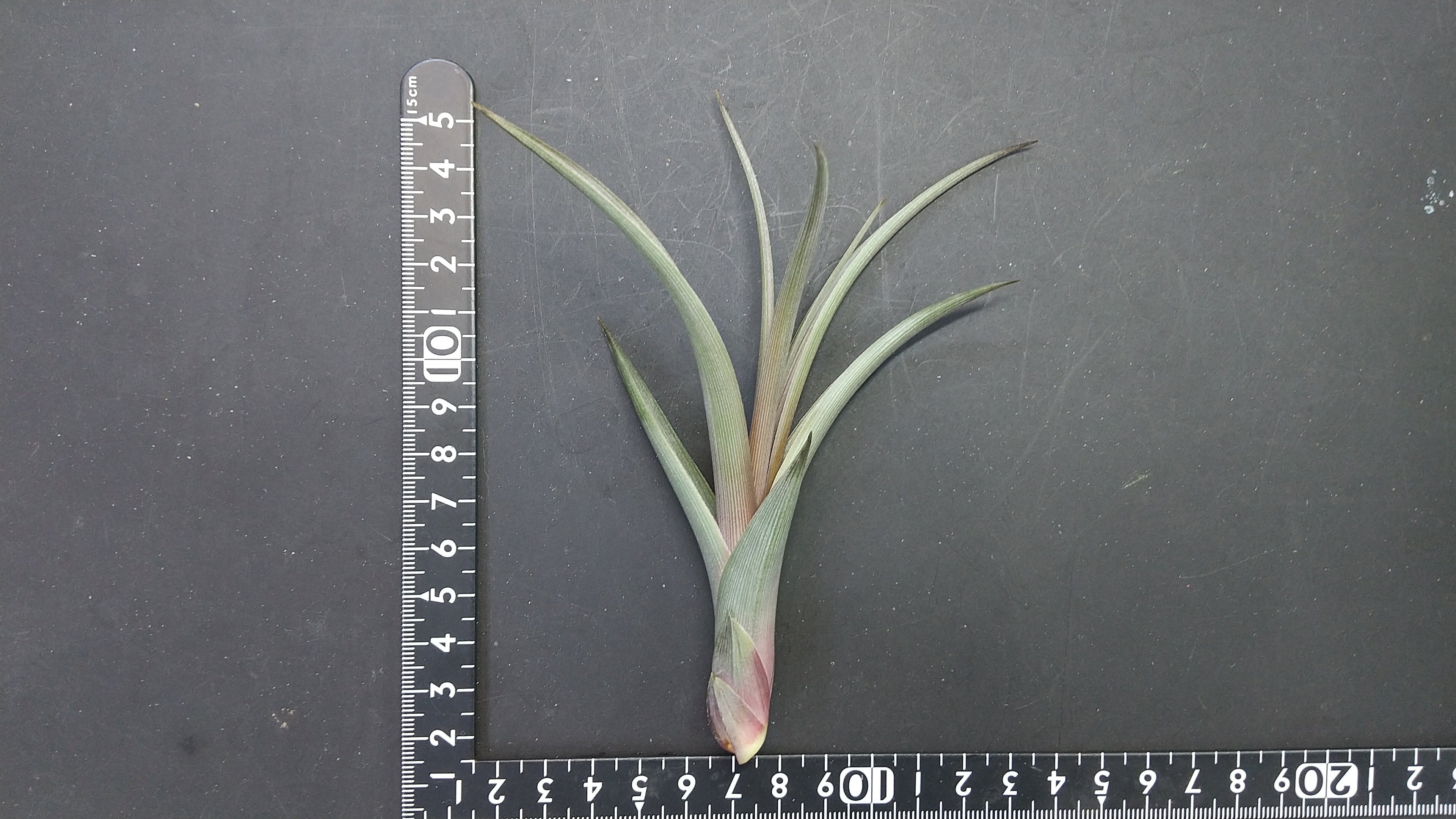 Tillandsia ionantha haselnuss ex. Koehres 自家産子株 2020年3