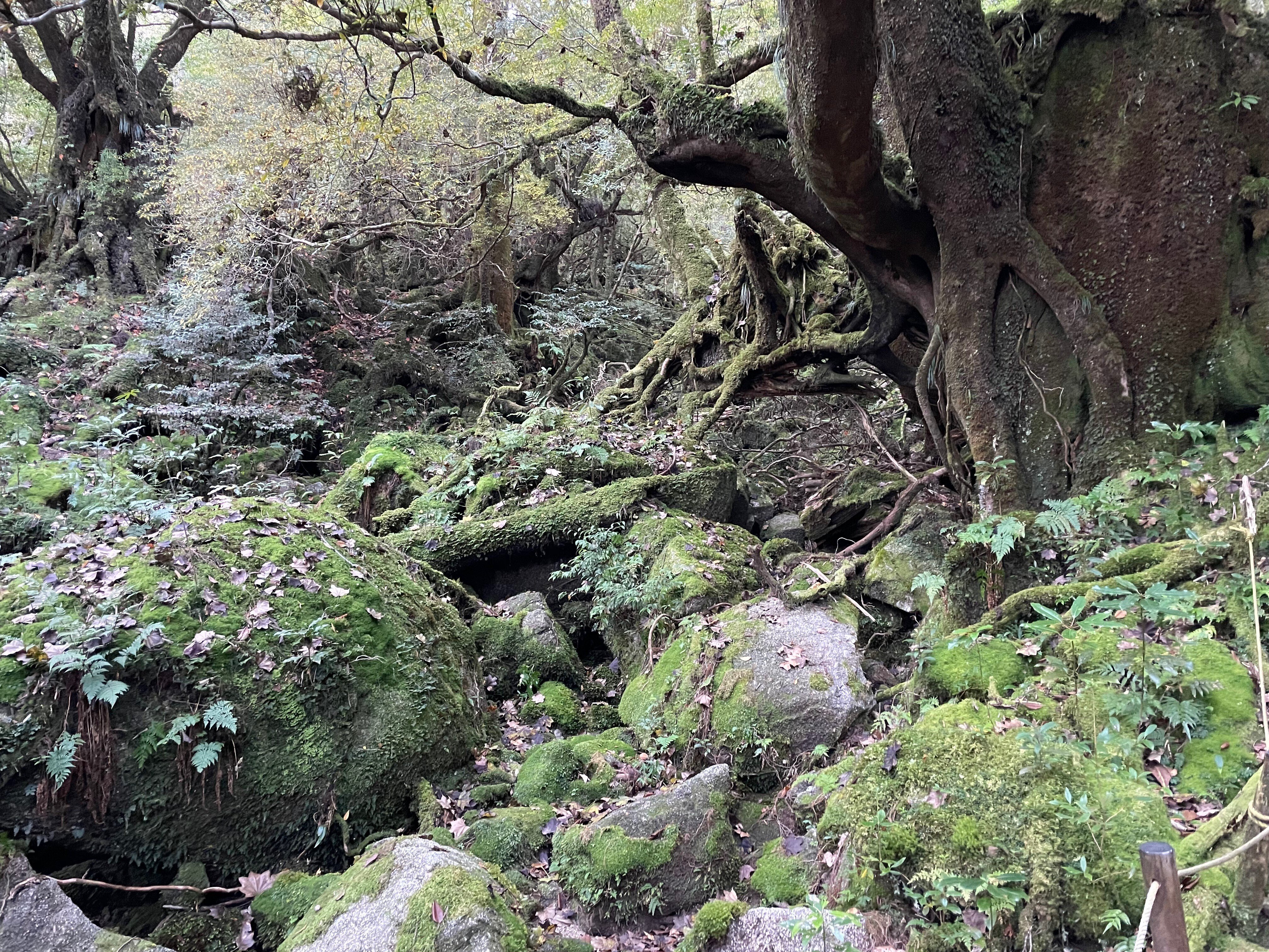 屋久杉 屋久島で片道で10キロ山道を歩いた先で樹齢7000年の巨大樹に出会えた旅