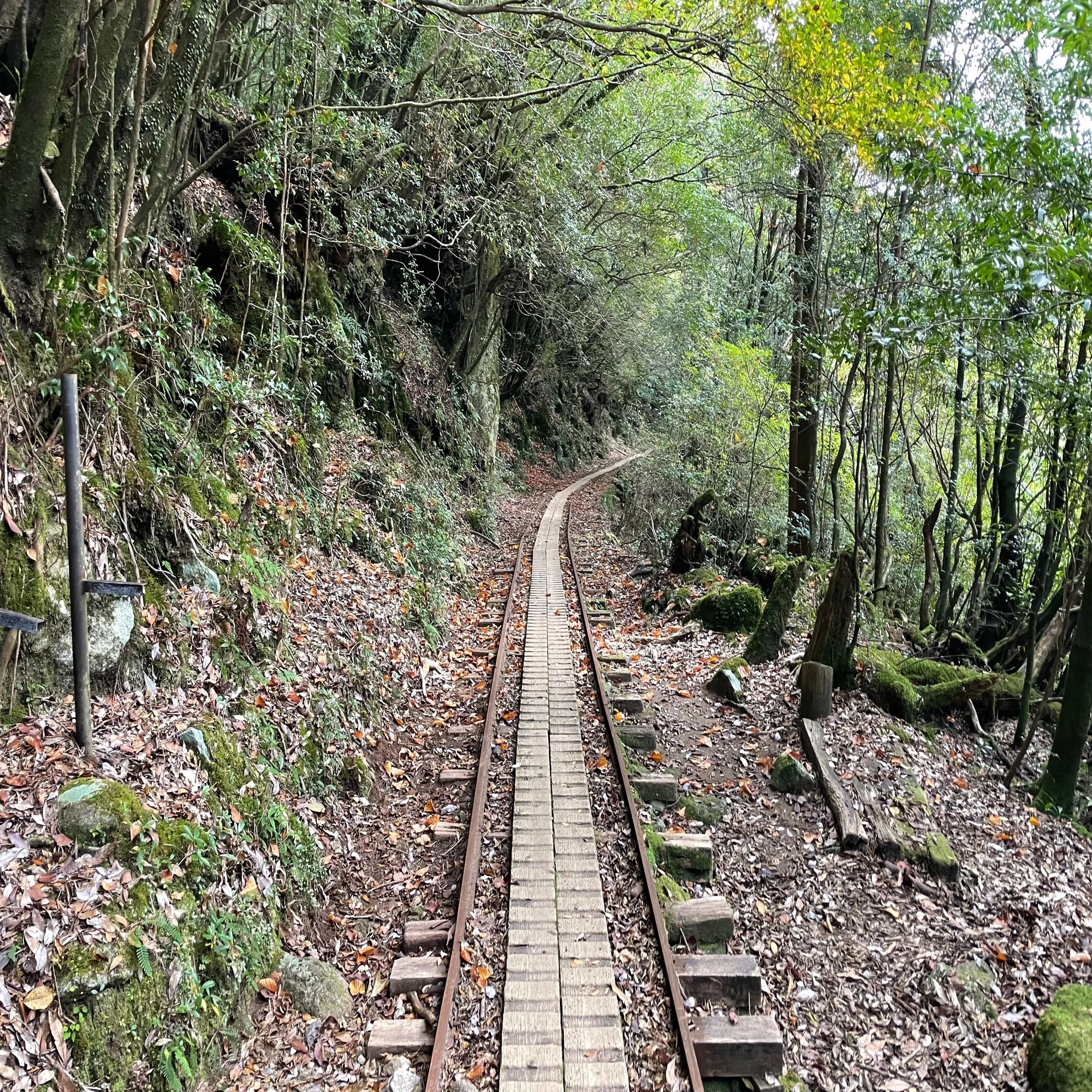 屋久島で片道で10キロ山道を歩いた先で樹齢7000年の巨大樹に出会えた旅 