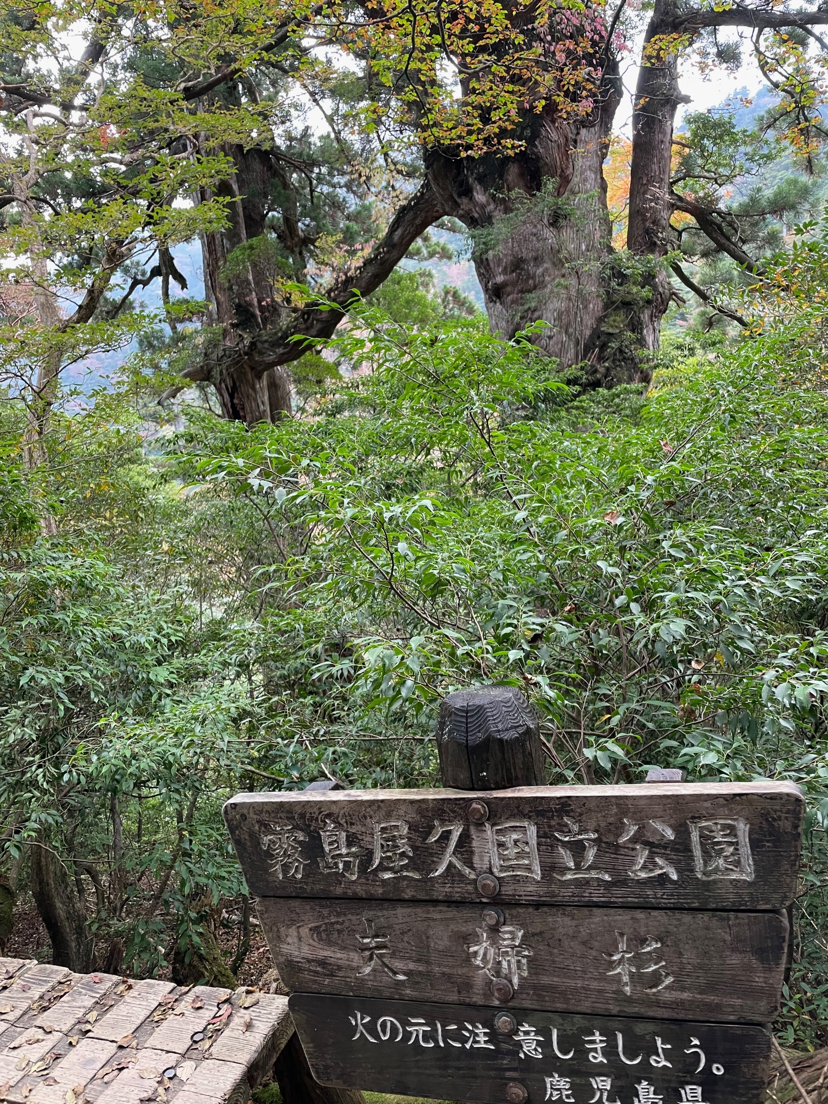 屋久島で片道で10キロ山道を歩いた先で樹齢7000年の巨大樹に 屋久島で片道で10キロ山道を歩いた先で樹齢7000年の巨大樹に