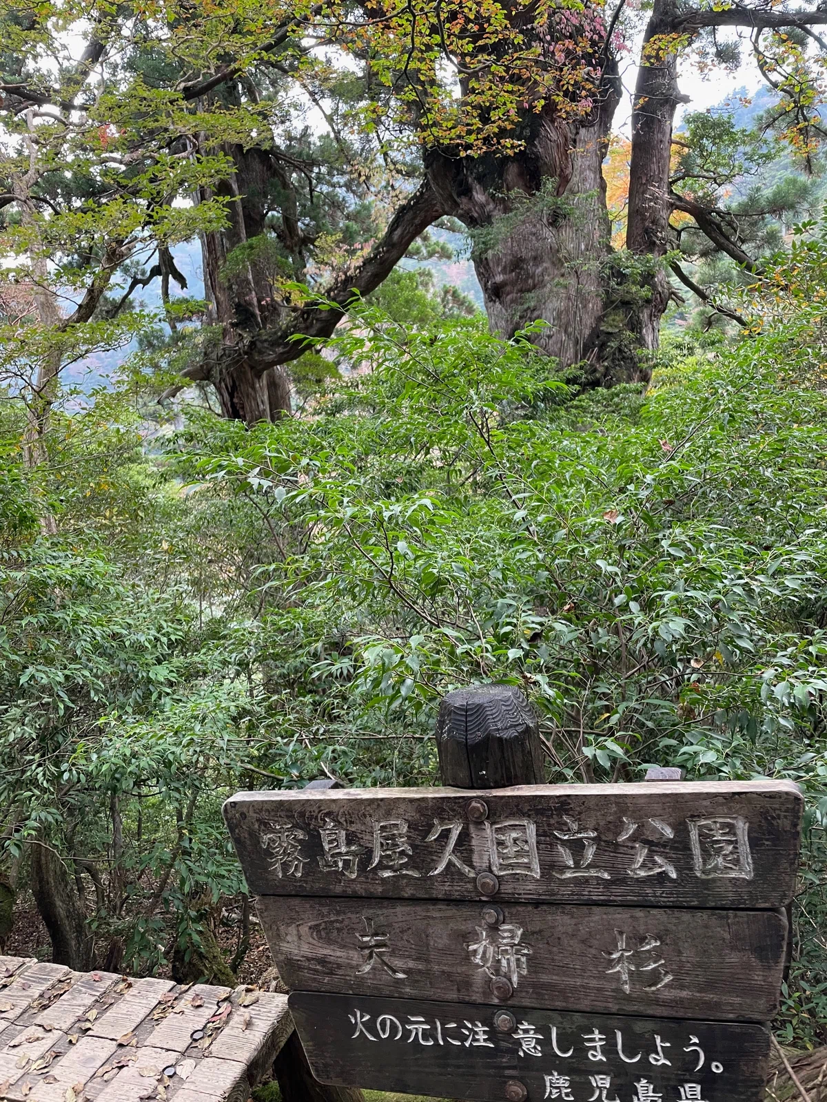 屋久島で片道で10キロ山道を歩いた先で樹齢7000年の巨大樹に出会えた旅 