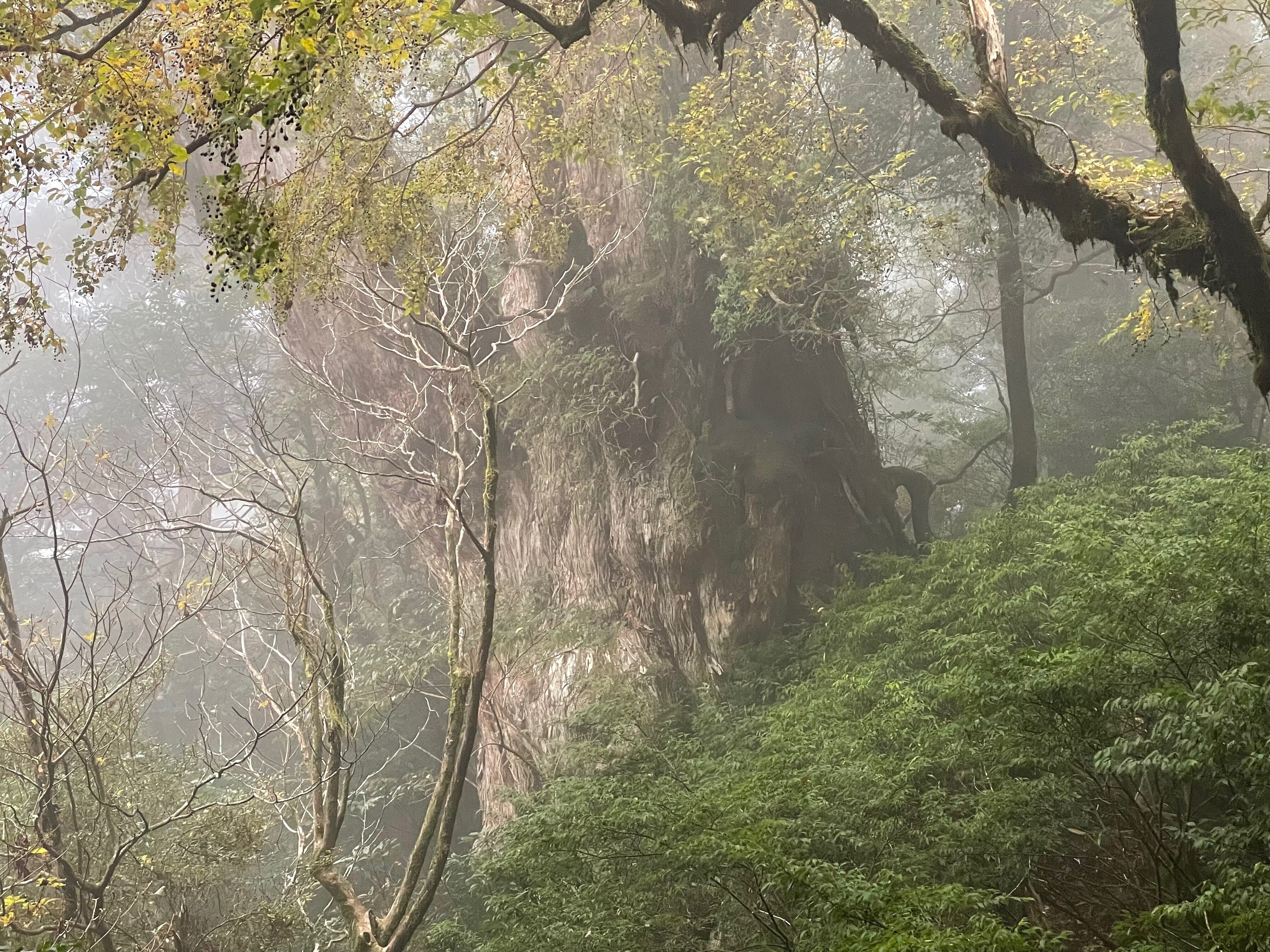 屋久島で片道で10キロ山道を歩いた先で樹齢7000年の巨大樹に出会えた旅