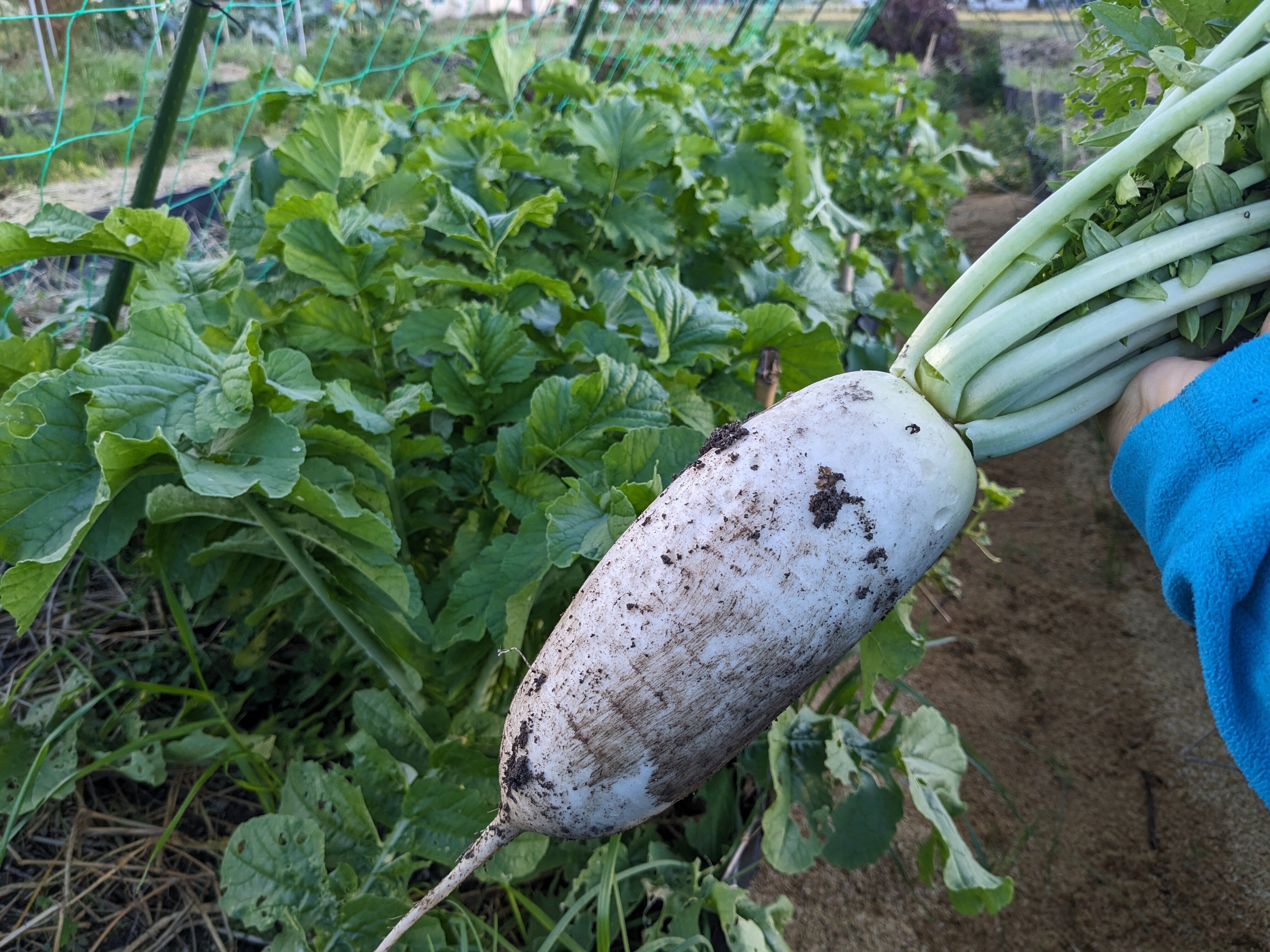 わらび苗(紀伊山地)500本 【公式通販】
