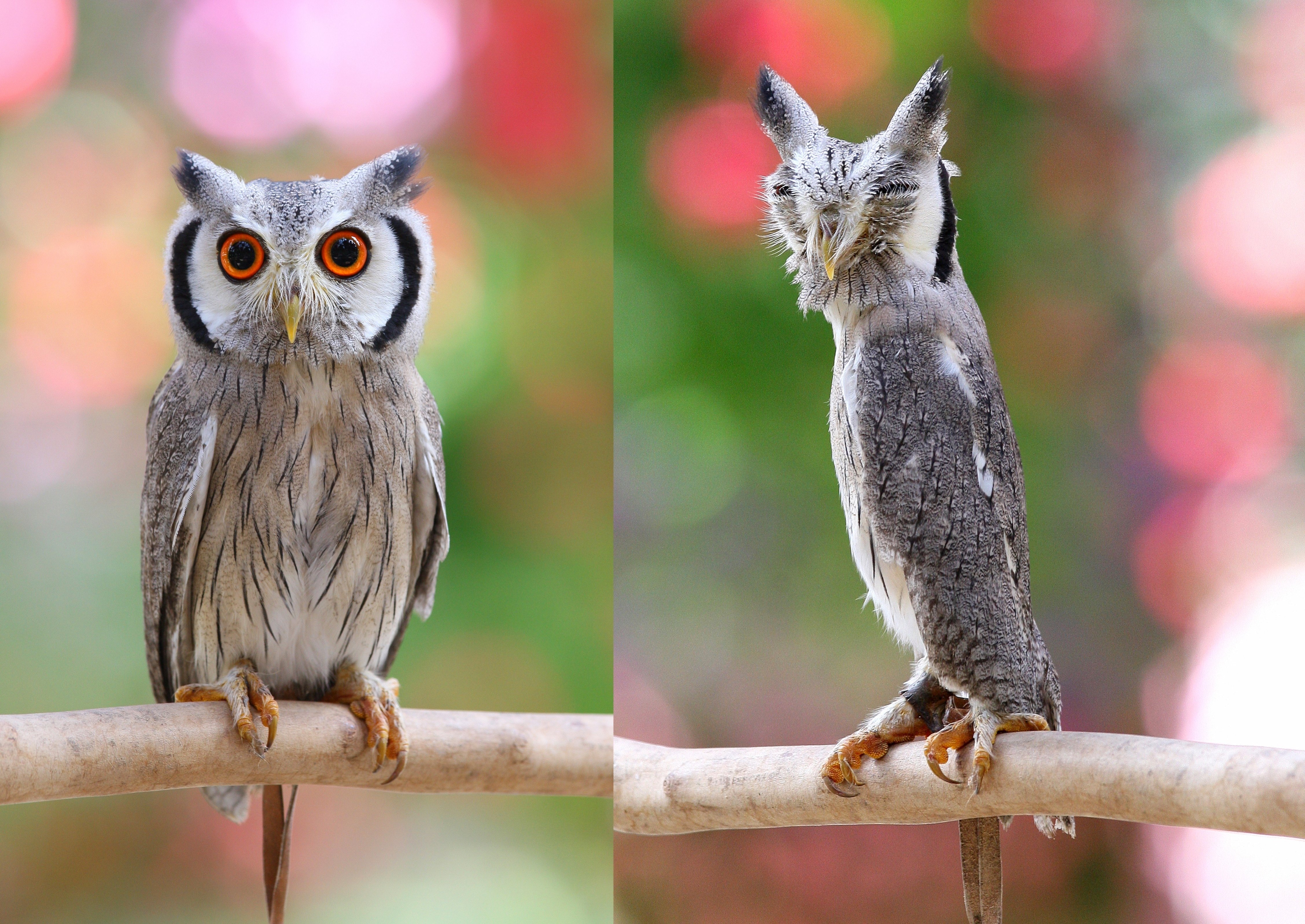 掛川花鳥園スタッフのゆるゆる自由研究 【アフリカオオコノハズク