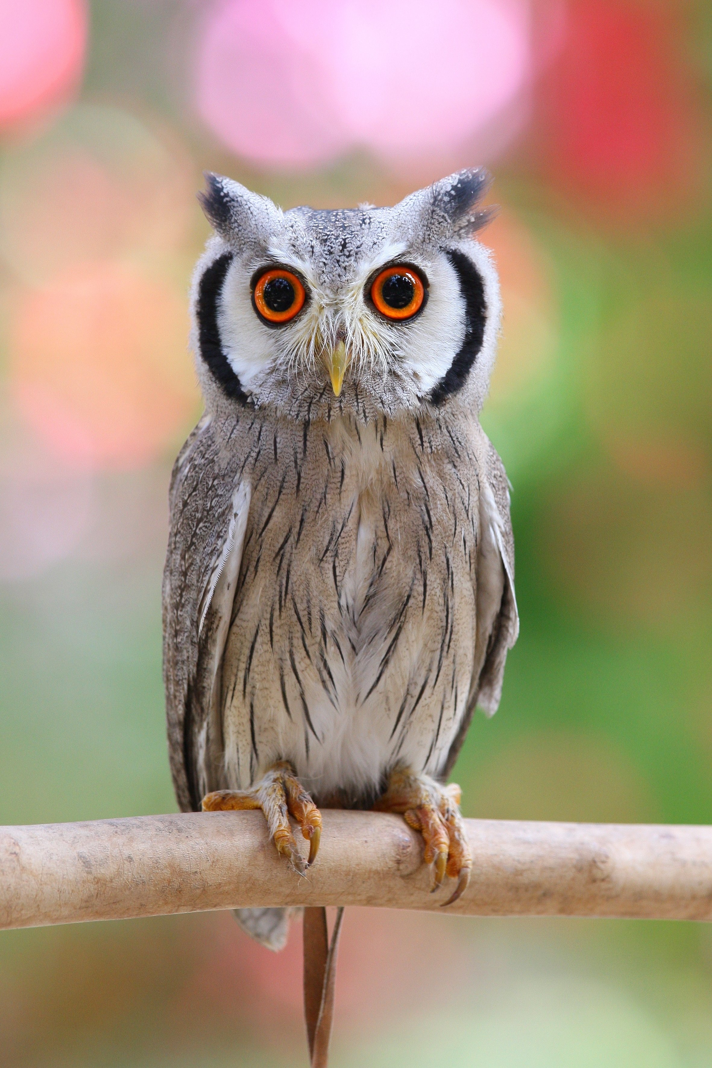 掛川花鳥園スタッフのゆるゆる自由研究 【アフリカオオコノハズク