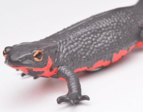 レポート】アカハライモリ――研究所と深いつながりのあるいきもの