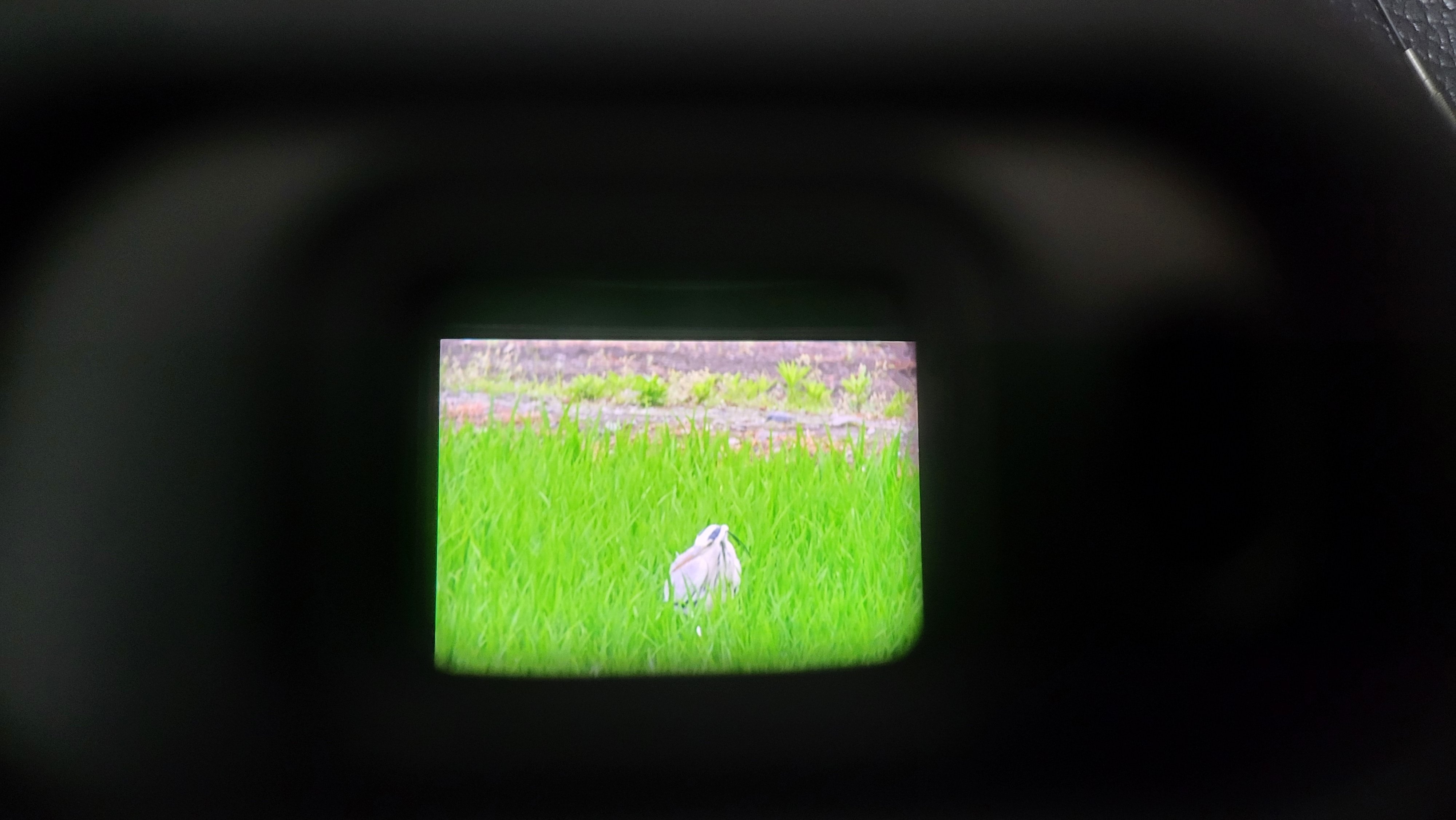 修理】一度もカメラを分解したことがない人間が液晶交換してみた記録