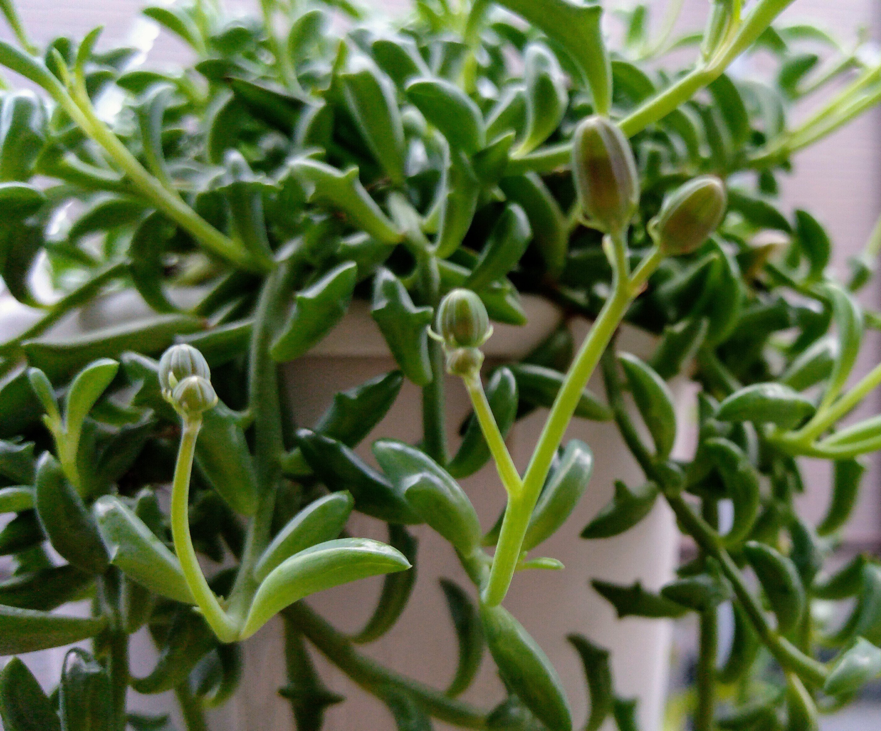 ドルフィンネックレス ドルフィンネックレス - 植物と暮らす m-plant