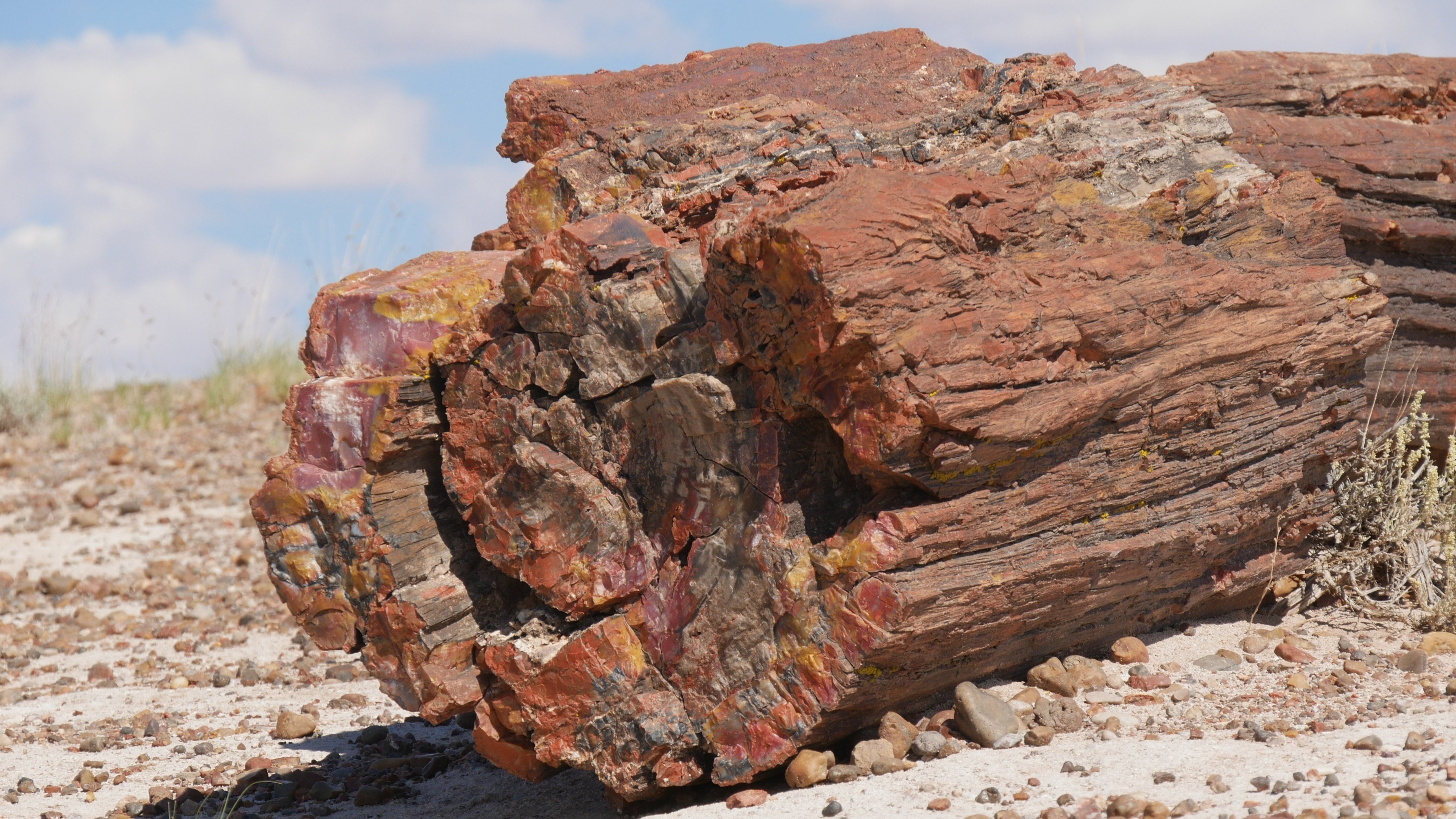 アメリカ　アリゾナ州　Petrified Forest 珪化木化石 アメリカ アリゾナ州 Petrified Forest 珪化木化石 化石の森国立