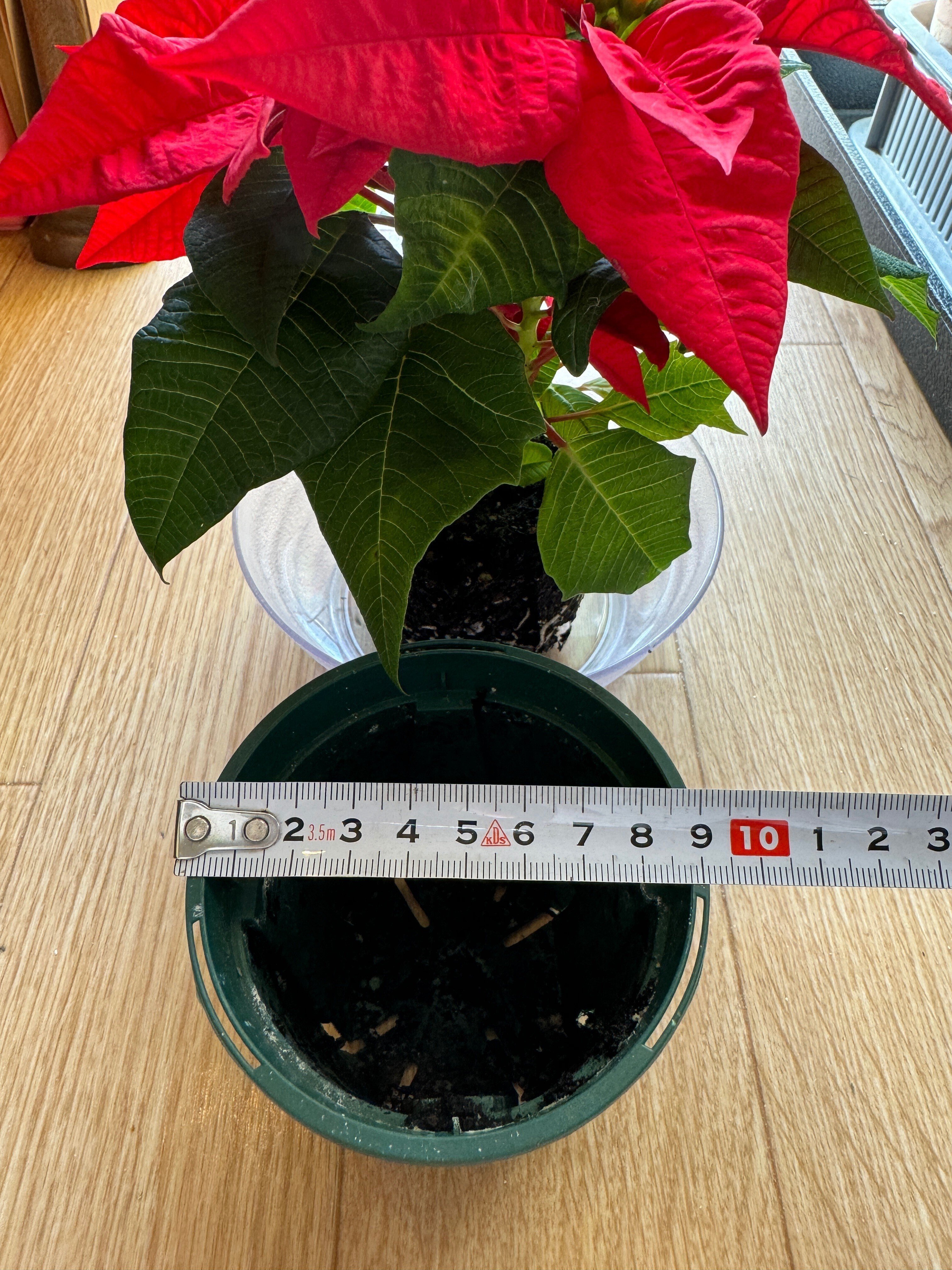 クリスマスに似合いそうな鉢にポインセチアを植え替え｜穂の