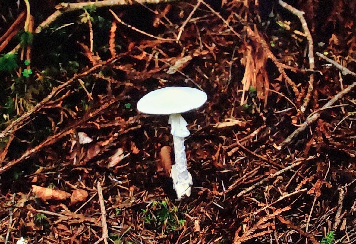 奥日光の毒キノコ①〜⑥｜奥日光 letter