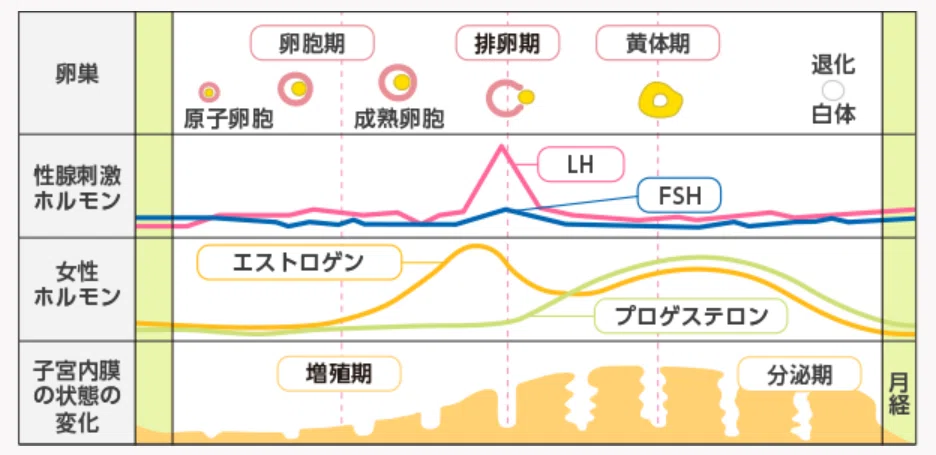 ②月経周期とエストロゲン、プロゲステロン｜PMS・PMDDアドバイザーあゆ