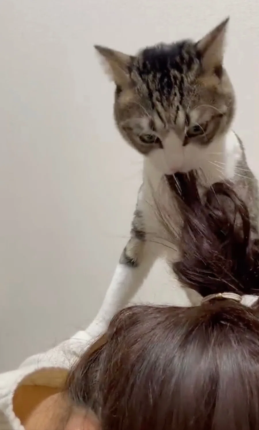 新手の猫ヘアスタイリスト現る？飼い主さんの髪の毛に一生懸命