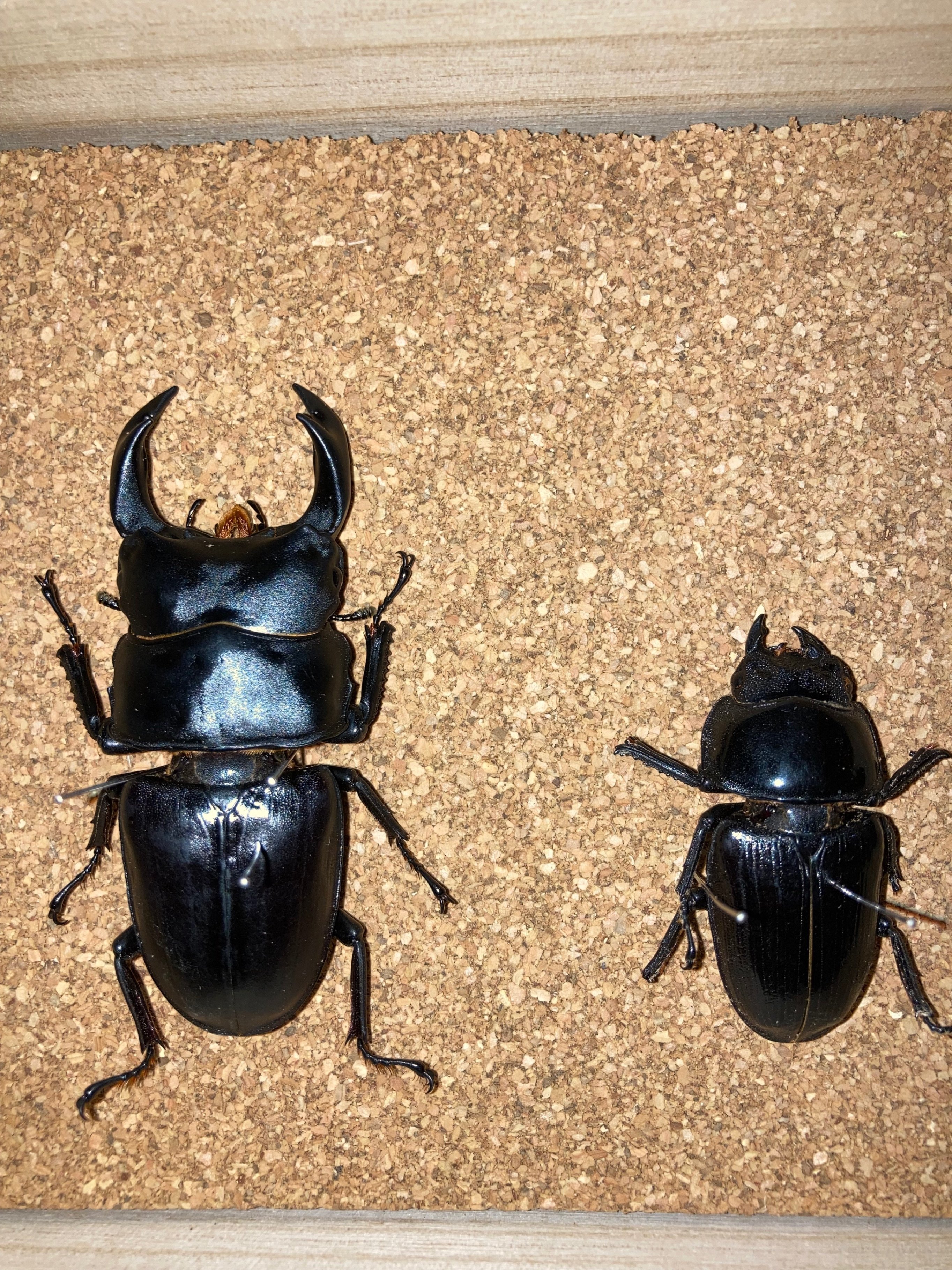 大阪府産 ヒメオオクワガタ オス ヒメオオクワガタの特徴や見つかる