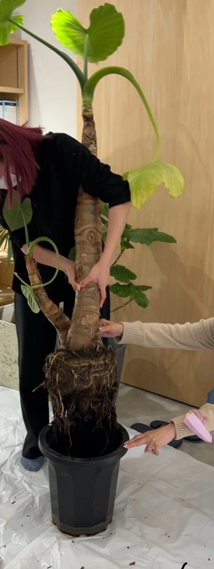 植物日記No,1「トトロ(クワズイモ）植え替え(11/14)」｜Stand up