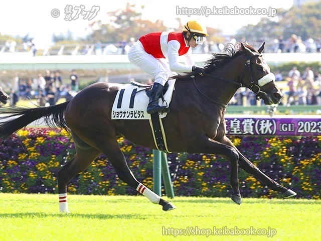 TMに聞く、馬券のポイントと今後の注目馬〈12月 中山・阪神編〉｜競馬