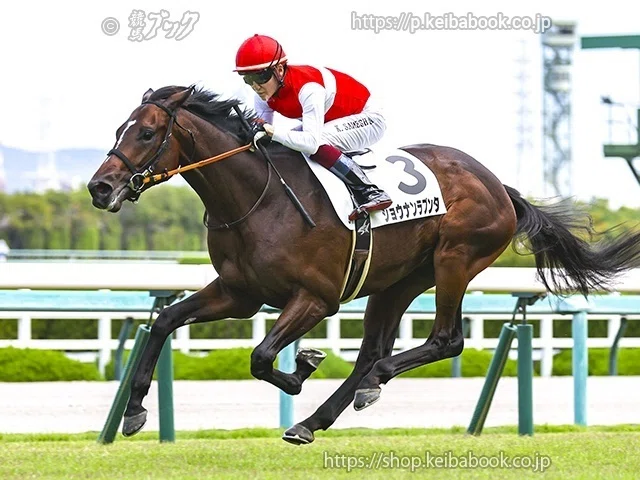 TMに聞く、馬券のポイントと今後の注目馬〈12月 中山・阪神編〉｜競馬