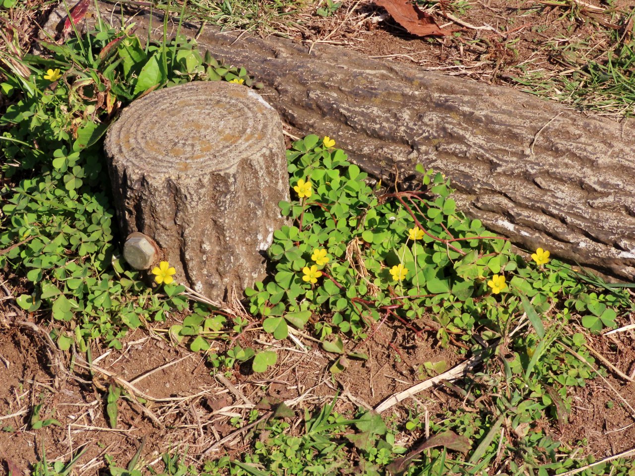 これくらいの|やぐるま