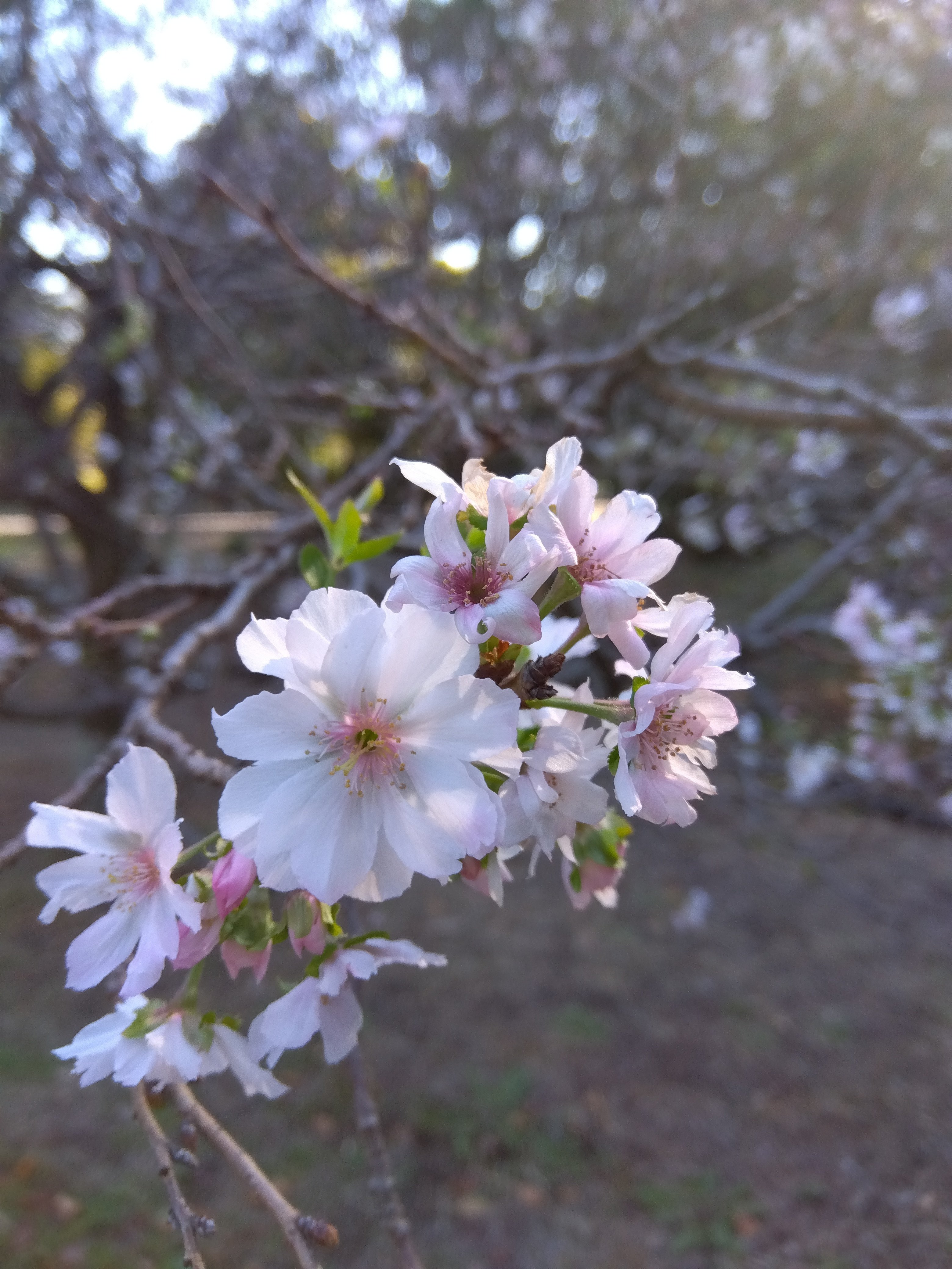 アキザクラ？｜いろはにほへと