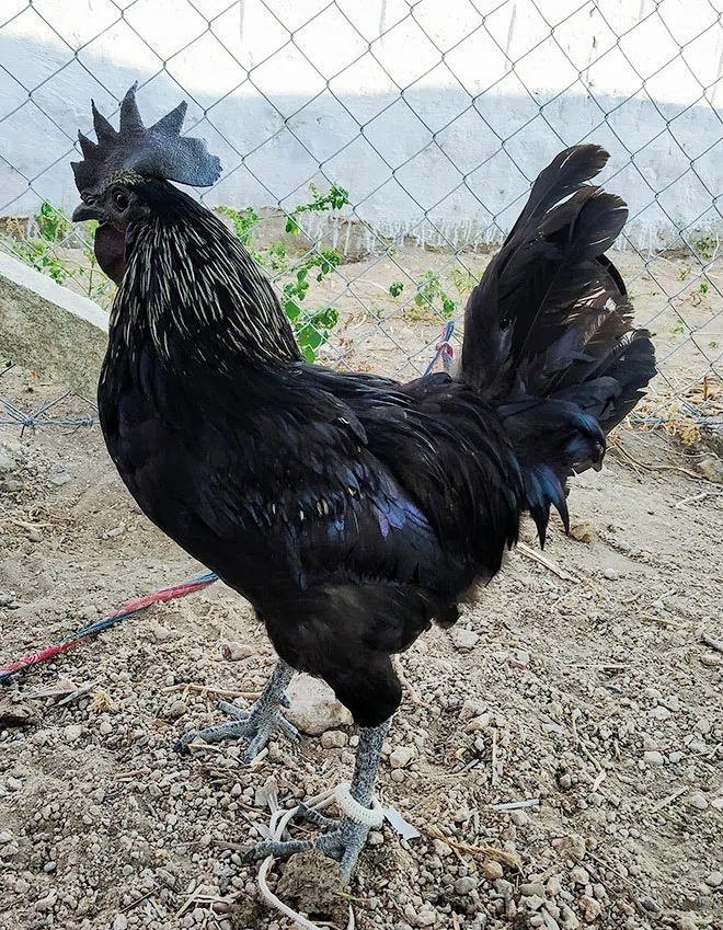 第2755回 黒いヒナの親鳥は｜翆野 大地