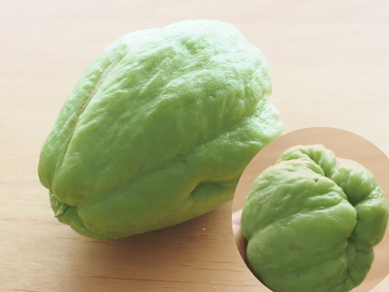 野菜・種/苗 青実はやとうり 千成うり 千成瓜 隼人瓜 ハヤトウリ