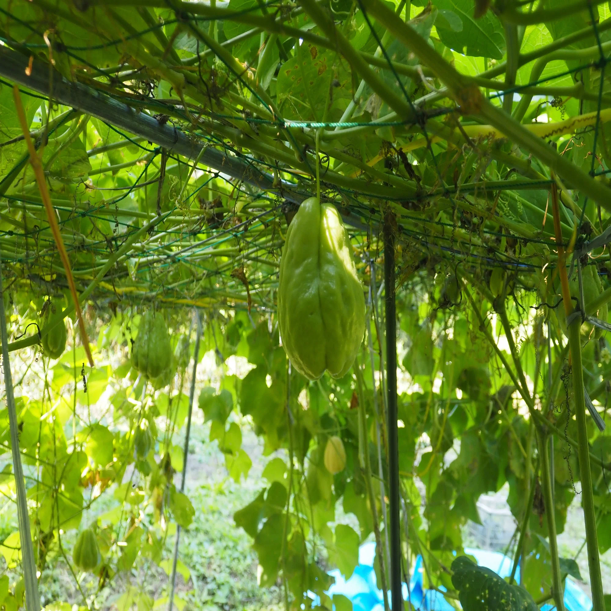 この野菜！どうやって食べるの？「ハヤトウリ」｜生駒市公式note
