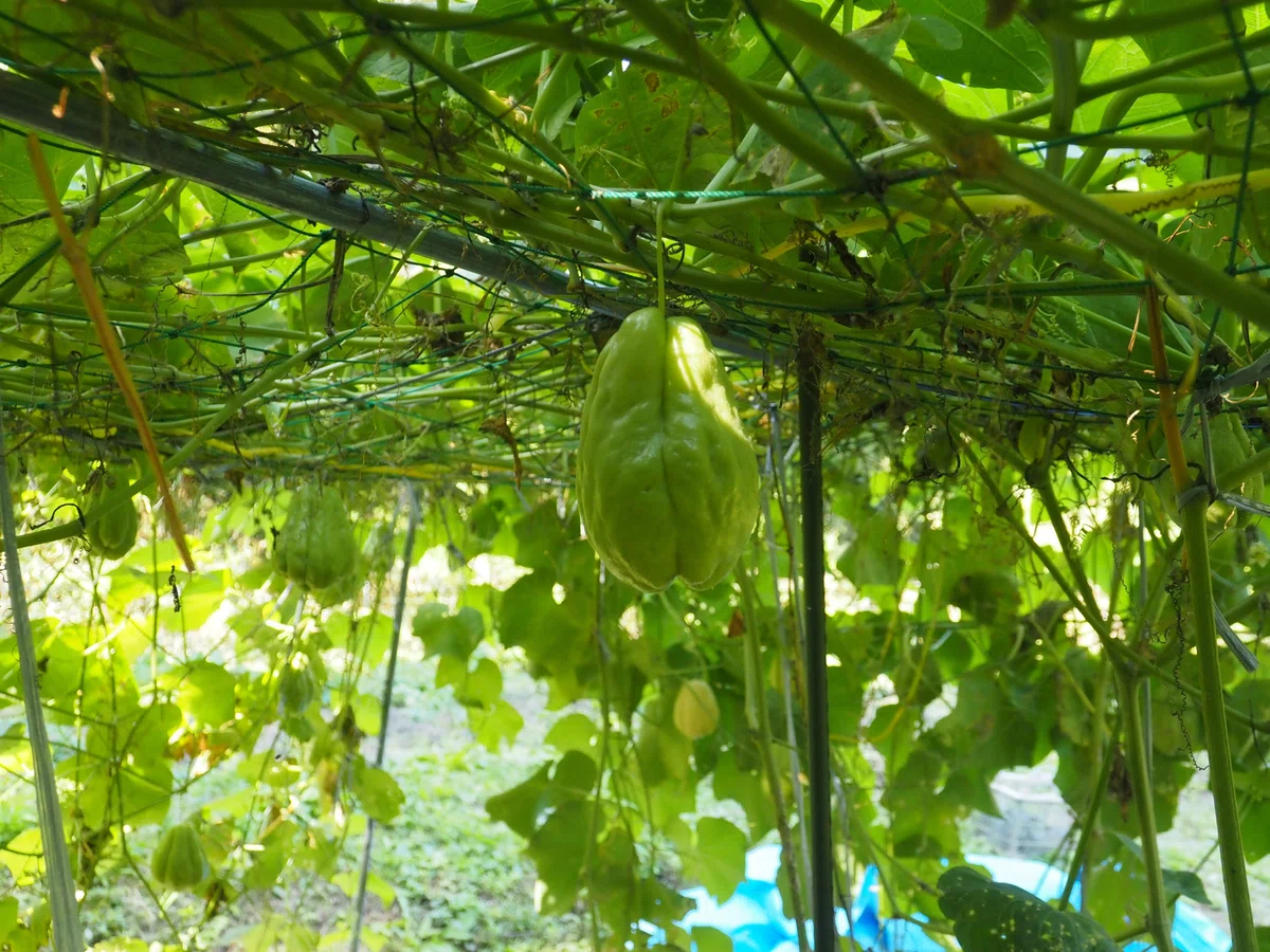 この野菜!どうやって食べるの?「ハヤトウリ」|生駒市公式note