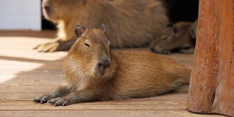 伊豆リゾートヴィラに、カピバラと泊まれる「アニマルヴィラ＆BOOK