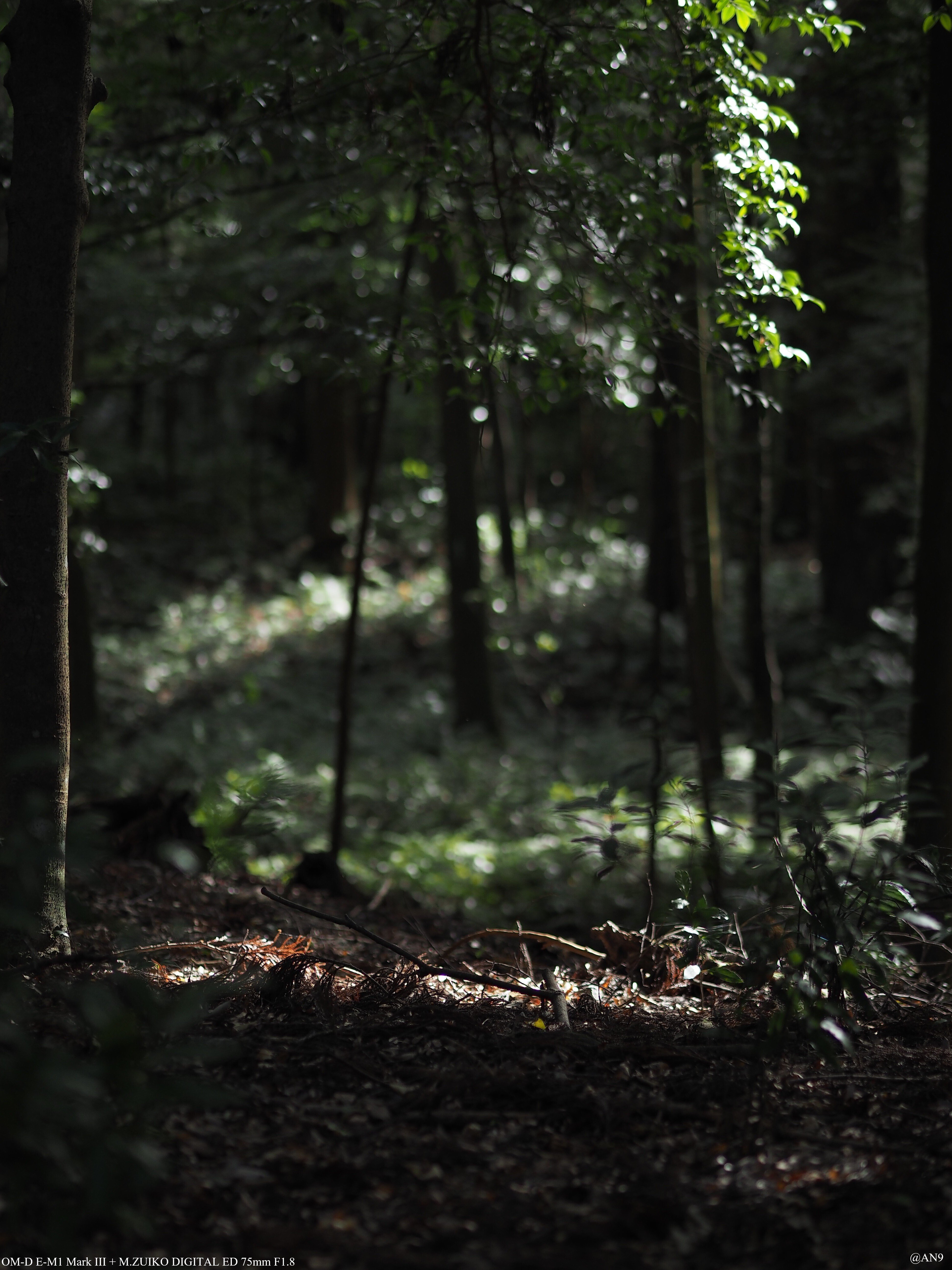 スナップは最早これだけでいい『M.ZUIKO DIGITAL ED 75mm F1.8』｜AN9