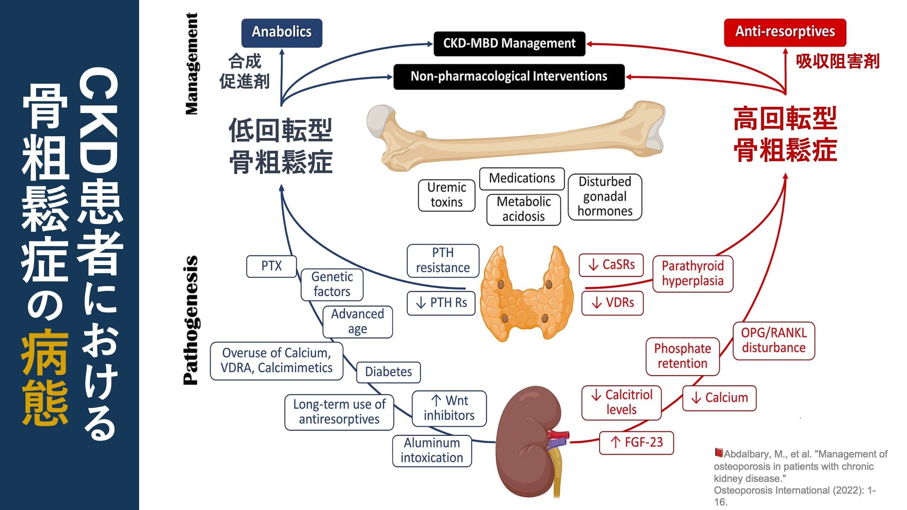 腎不全×骨粗鬆症。その病態, 評価, 管理｜Super Human | 理学療法士