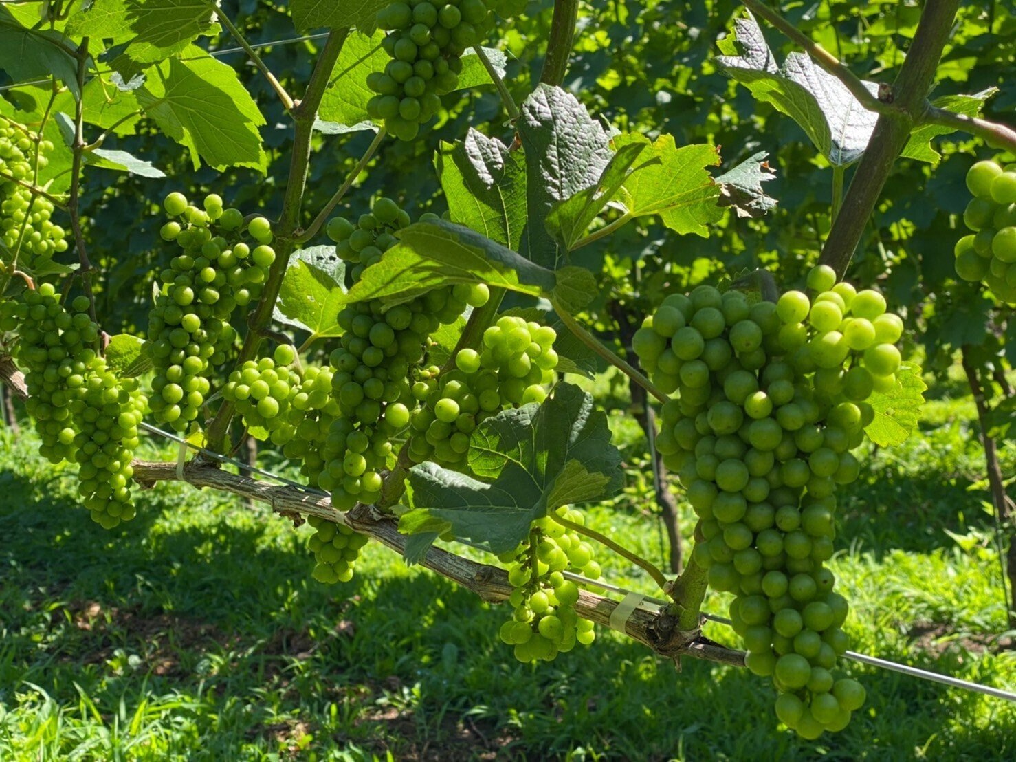 ワインとは無縁の高山村に移住。ブドウの栽培から醸造までを行う