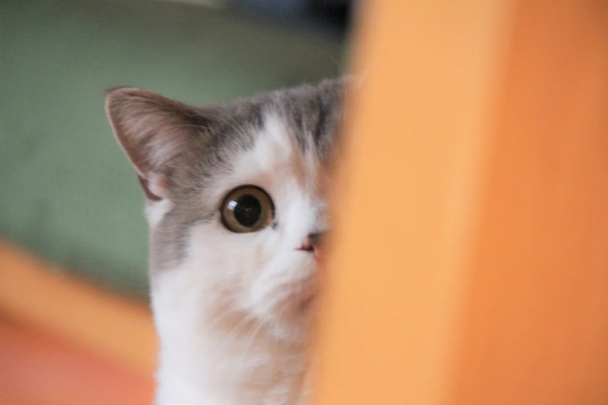 玄関の出窓からひょっこり顔をのぞかせる猫ちゃんたちが可愛すぎる 