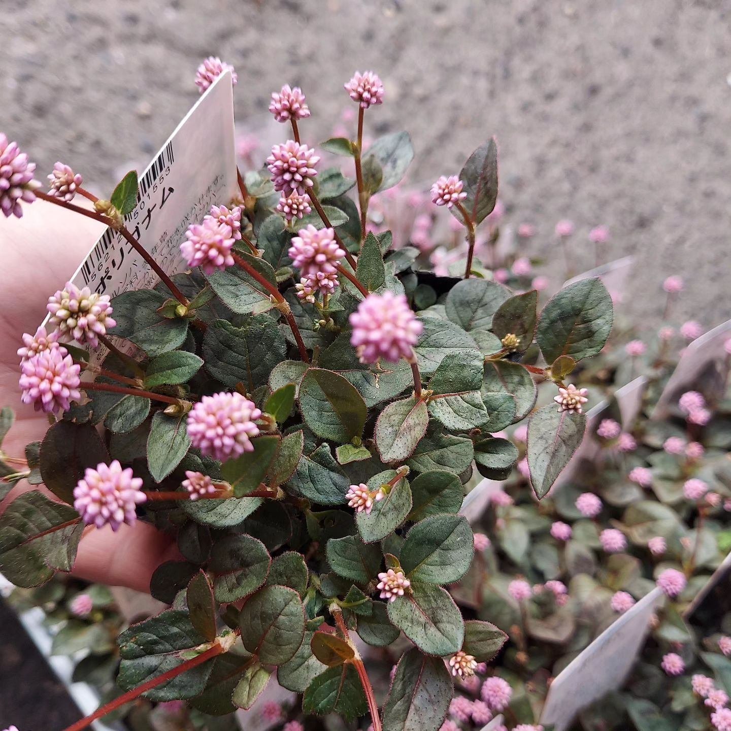 入荷情報（花苗・花鉢編）2023.11.17 ～｜グリーンセンター芳樹園