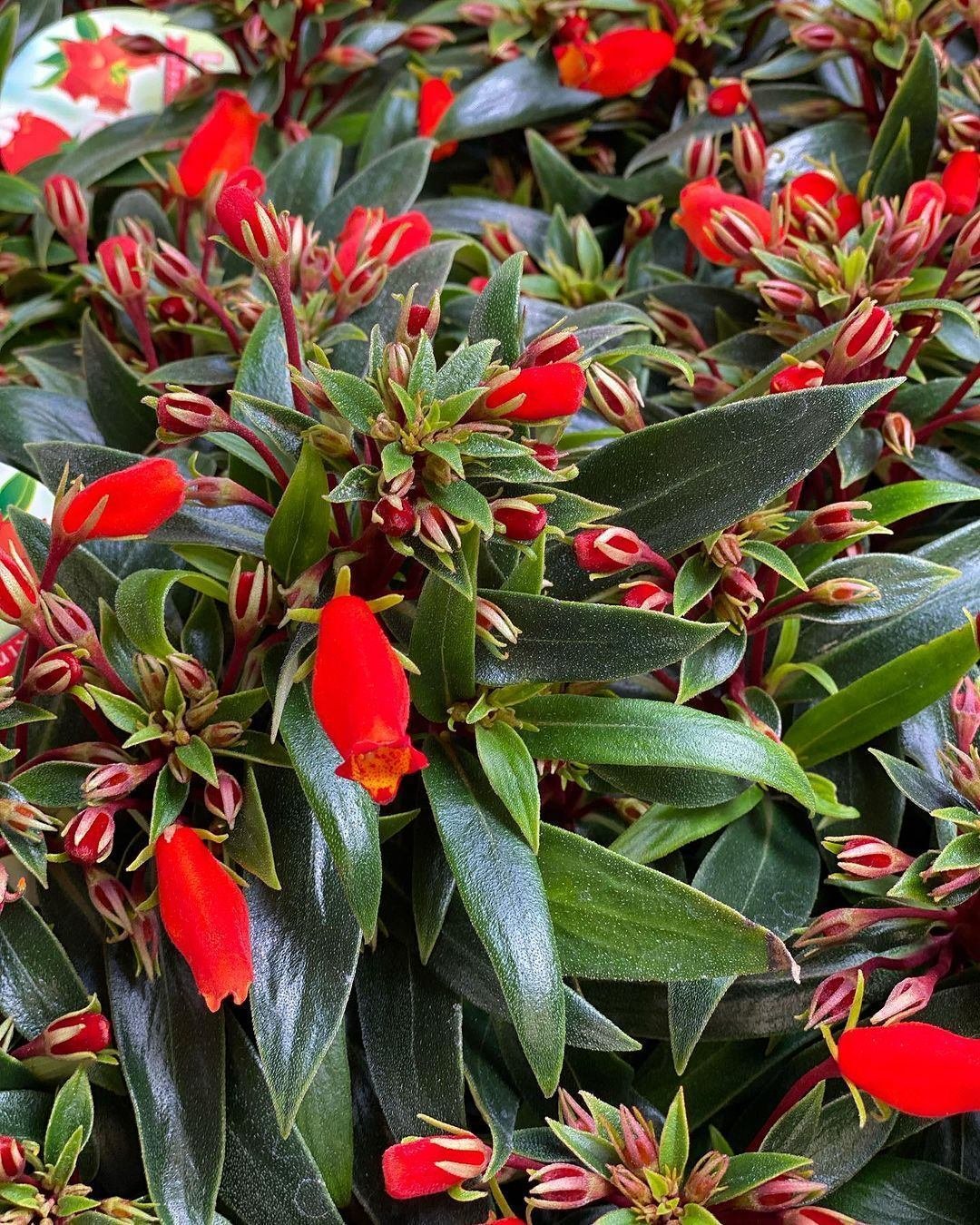 入荷情報（花苗・花鉢編）2023.11.17 ～｜グリーンセンター芳樹園