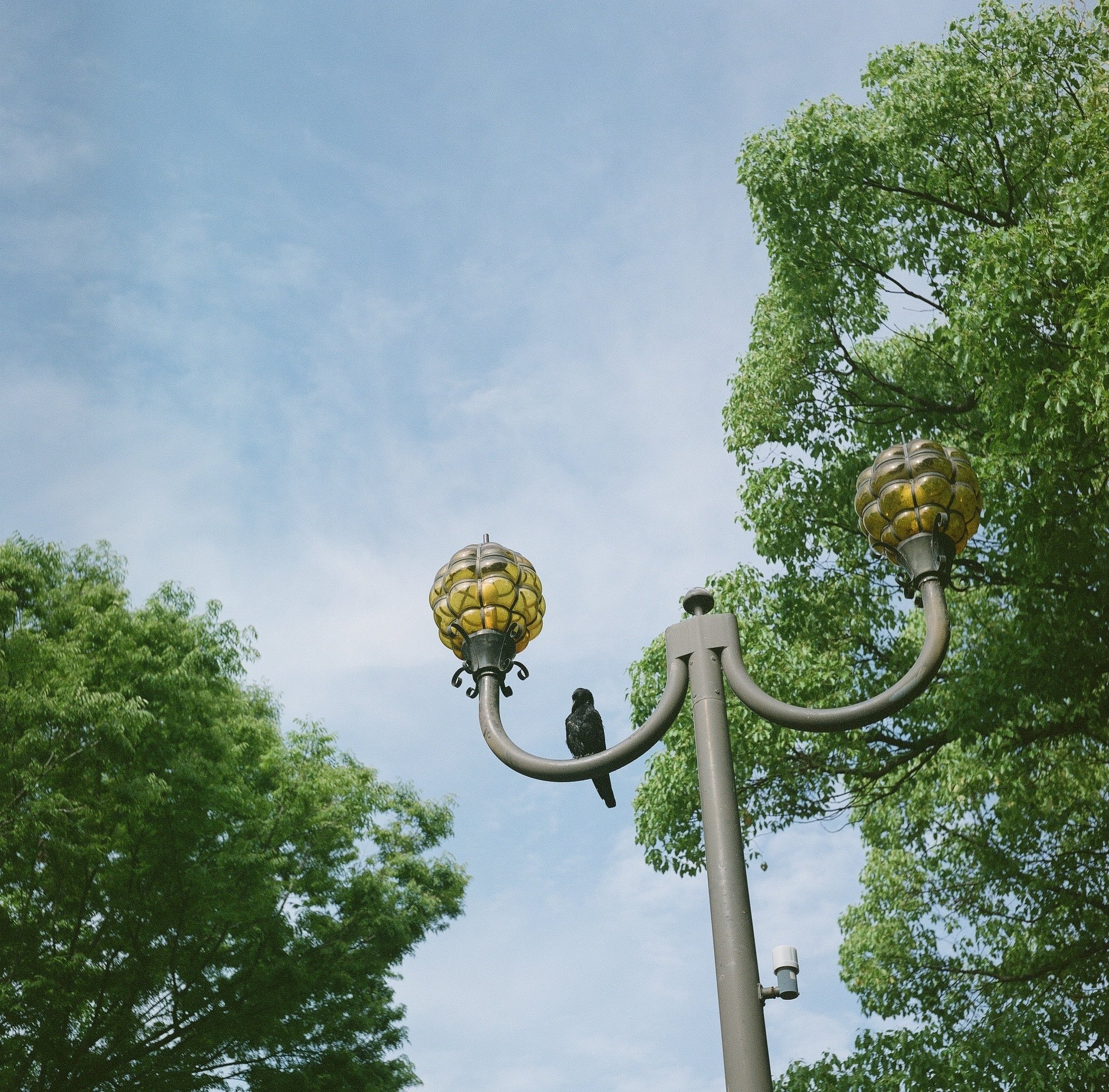 ローライコードVで中判デビュー｜hmacky