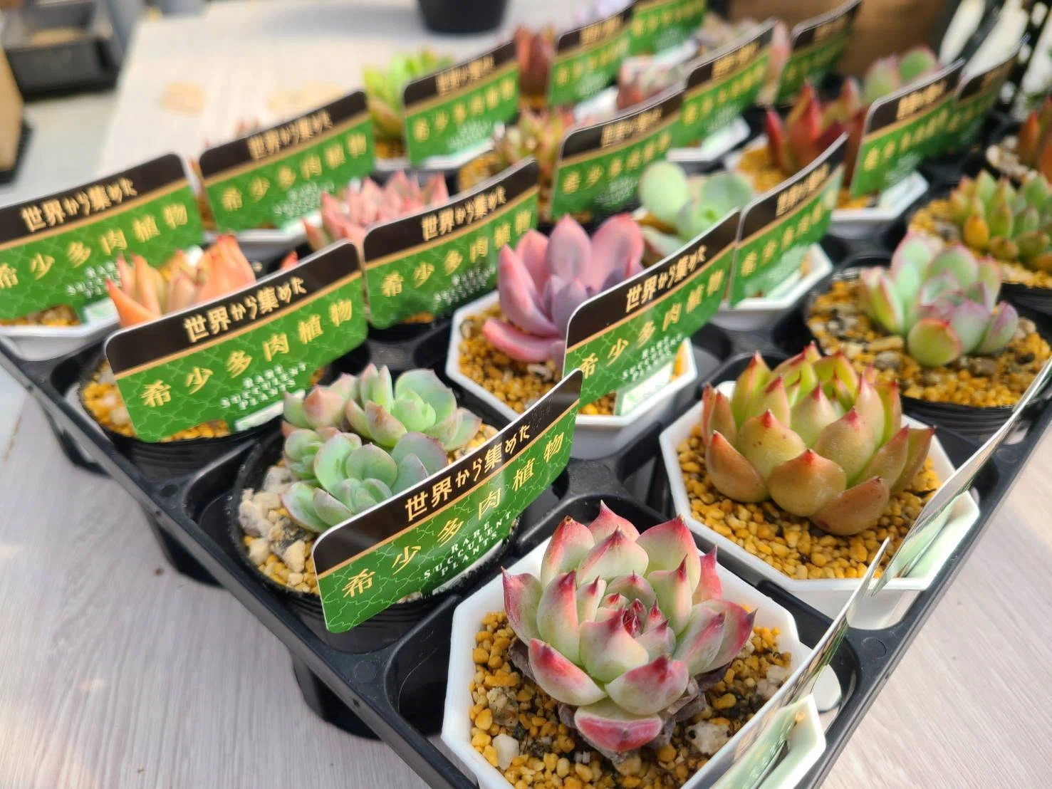 取り扱い植物紹介｜midoritoridori