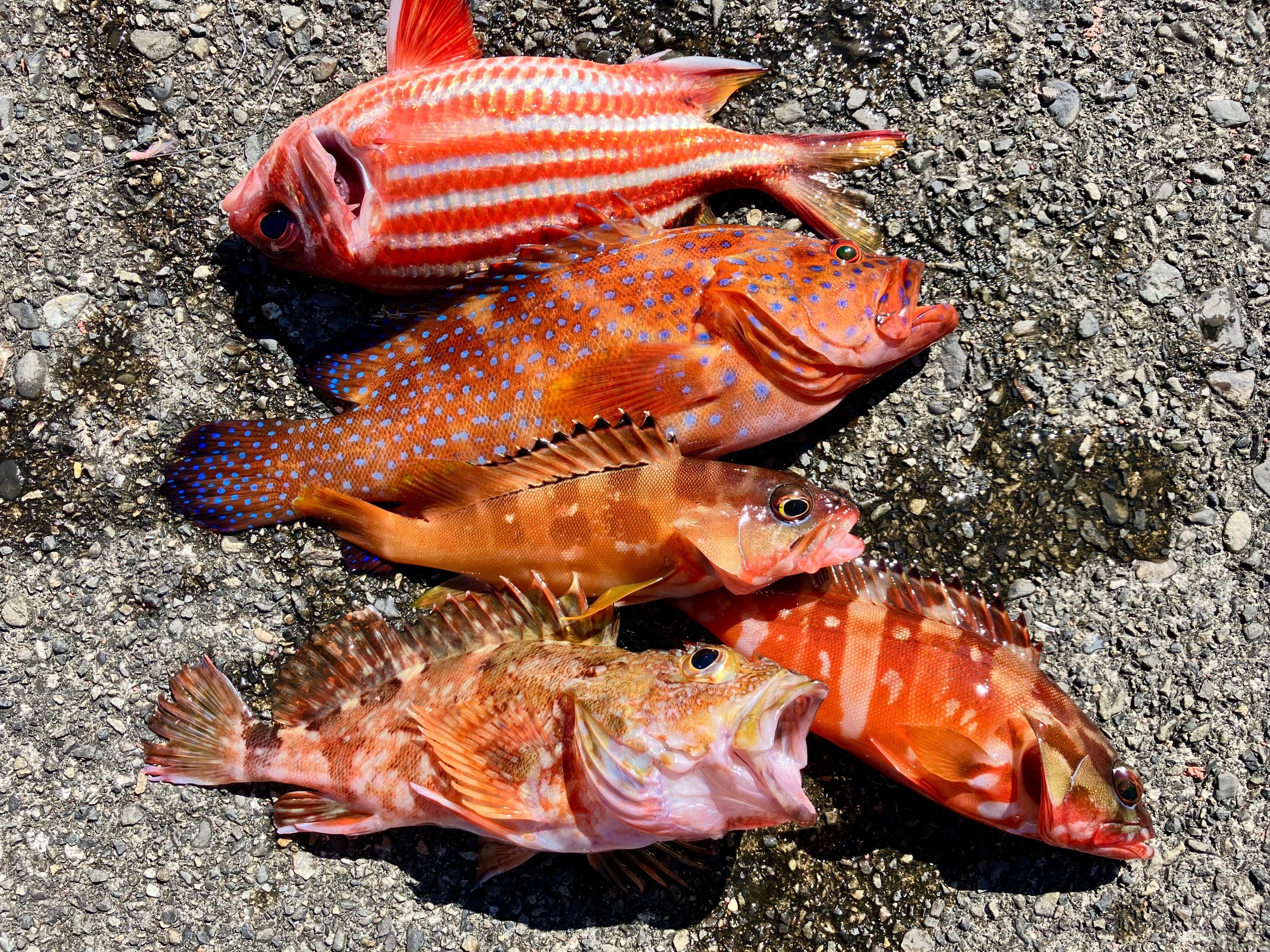 赤い魚