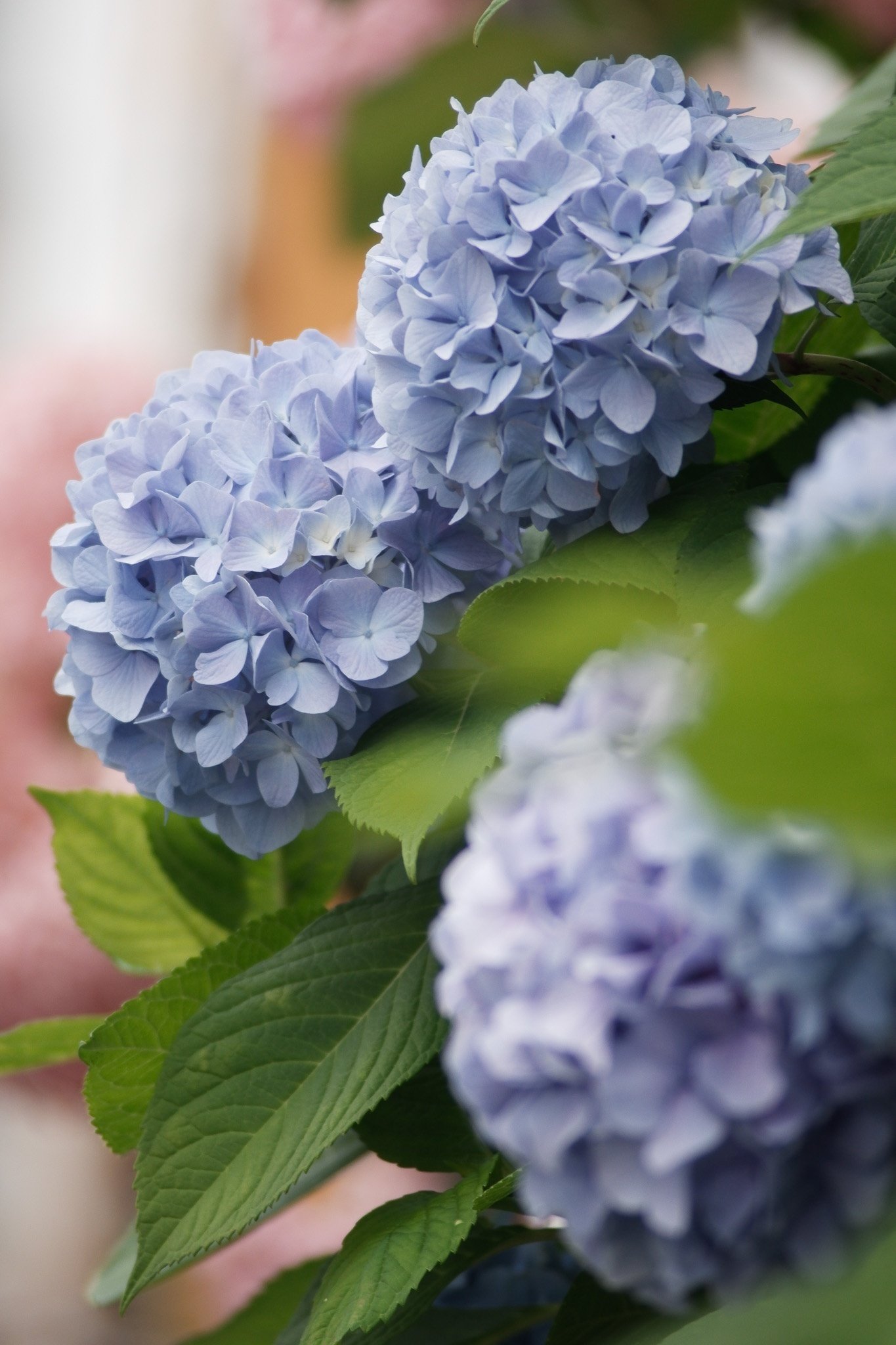 PENTAX SMC TAKUMAR 200mm F4 カビ曇りなし#158