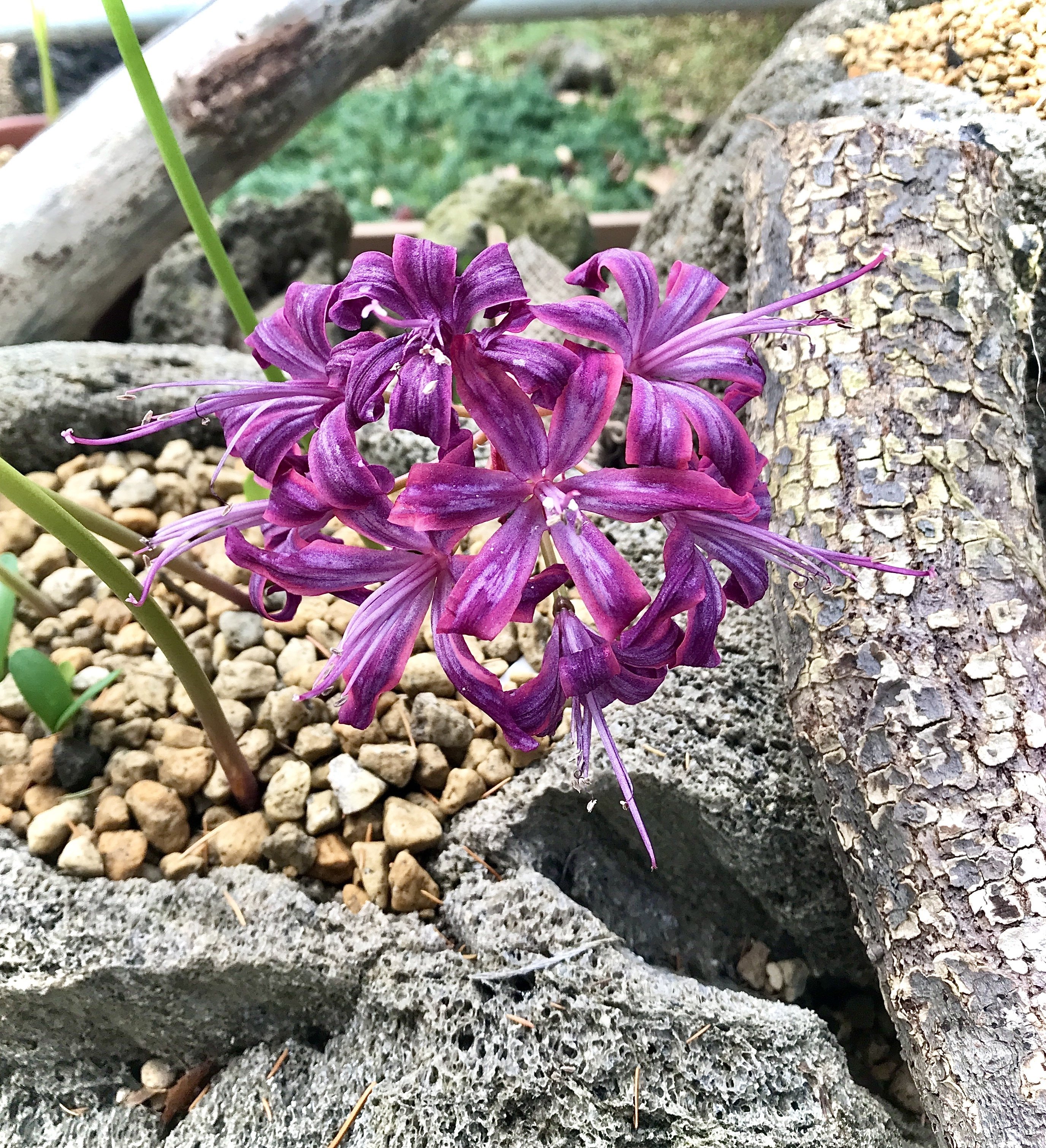 鶴見緑地公園2023年11月19日（ダイヤモンドリリーを求めて）｜悠冴紀