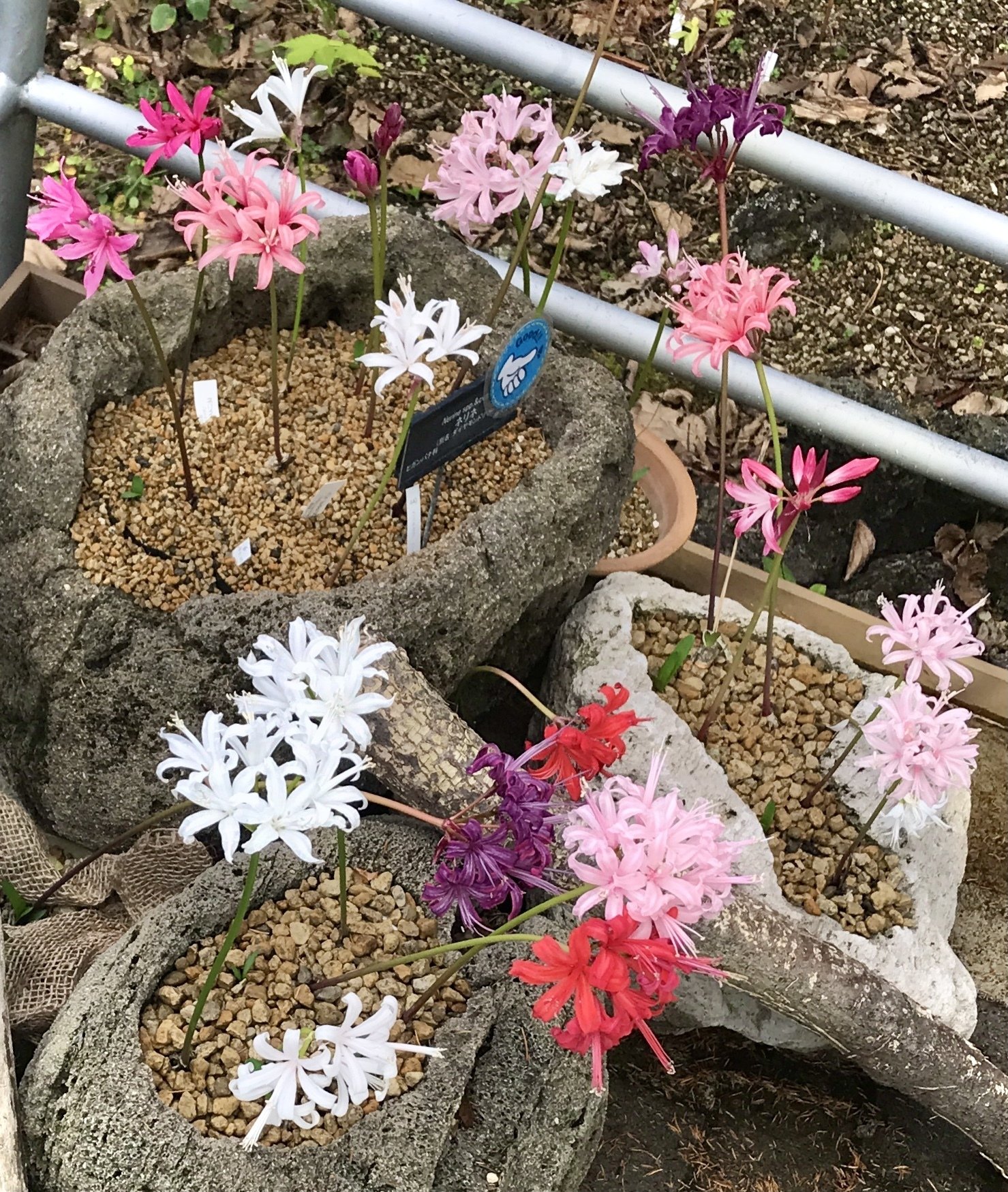 鶴見緑地公園2023年11月19日（ダイヤモンドリリーを求めて）｜悠冴紀