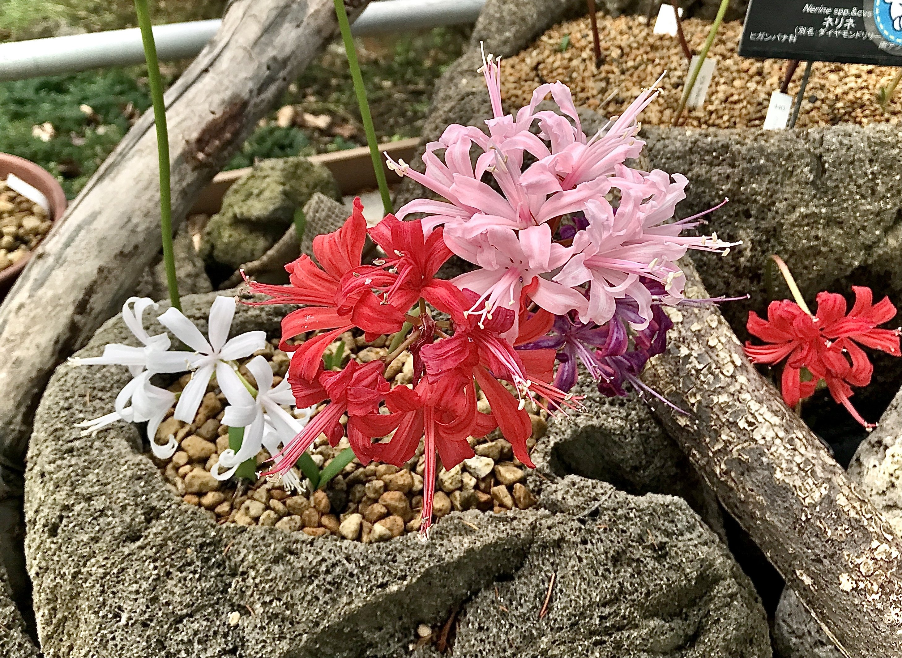 鶴見緑地公園2023年11月19日（ダイヤモンドリリーを求めて）｜悠冴紀