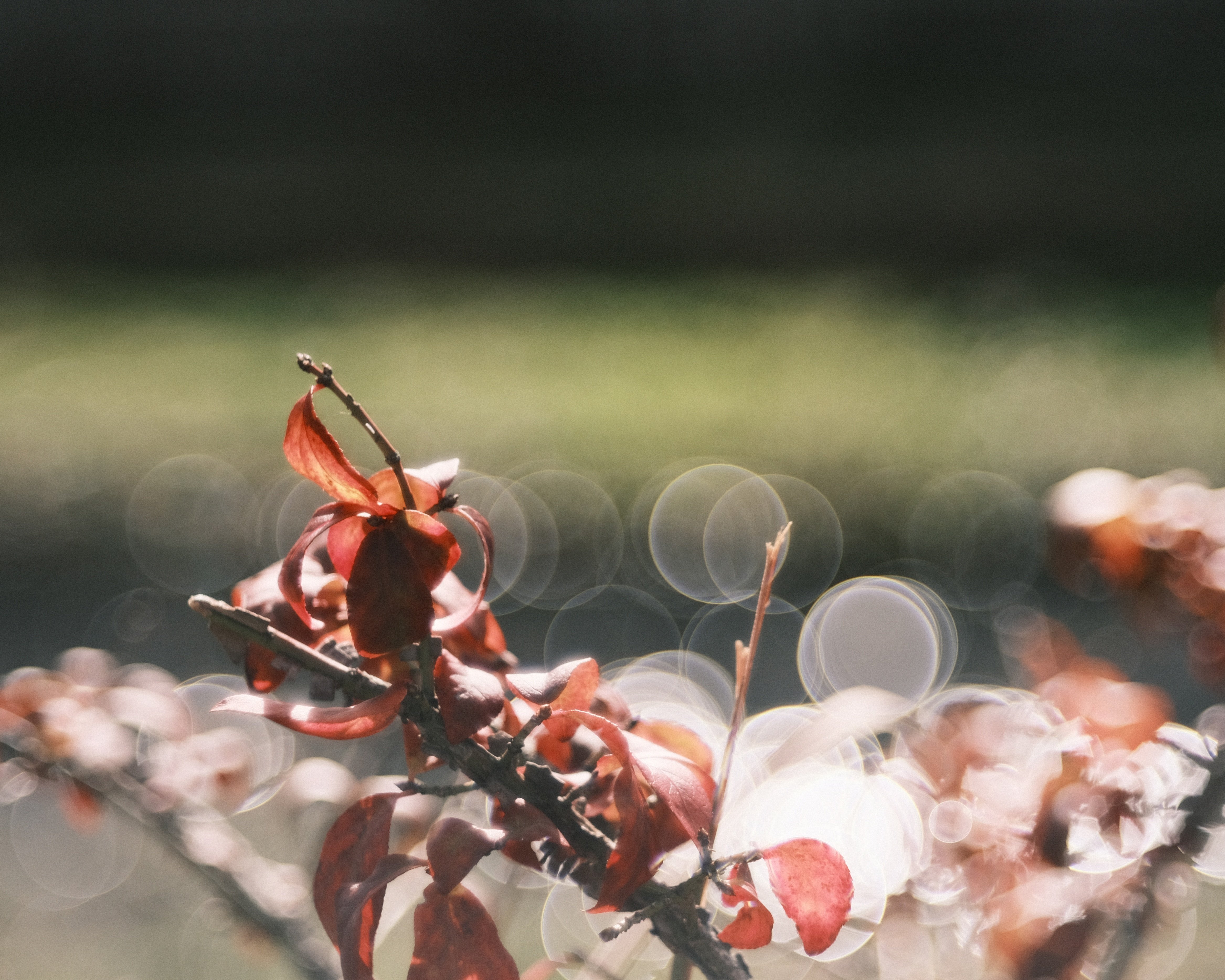 FUJINON 55mm F2.2 ~バブルボケレンズ~｜あお