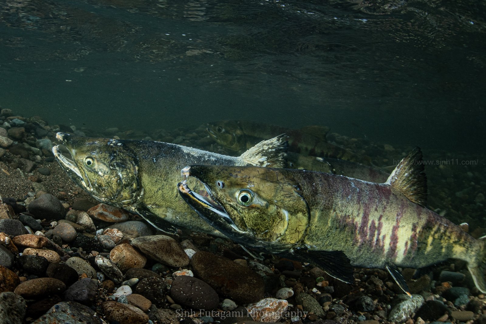 雄鮭達。|Sinh