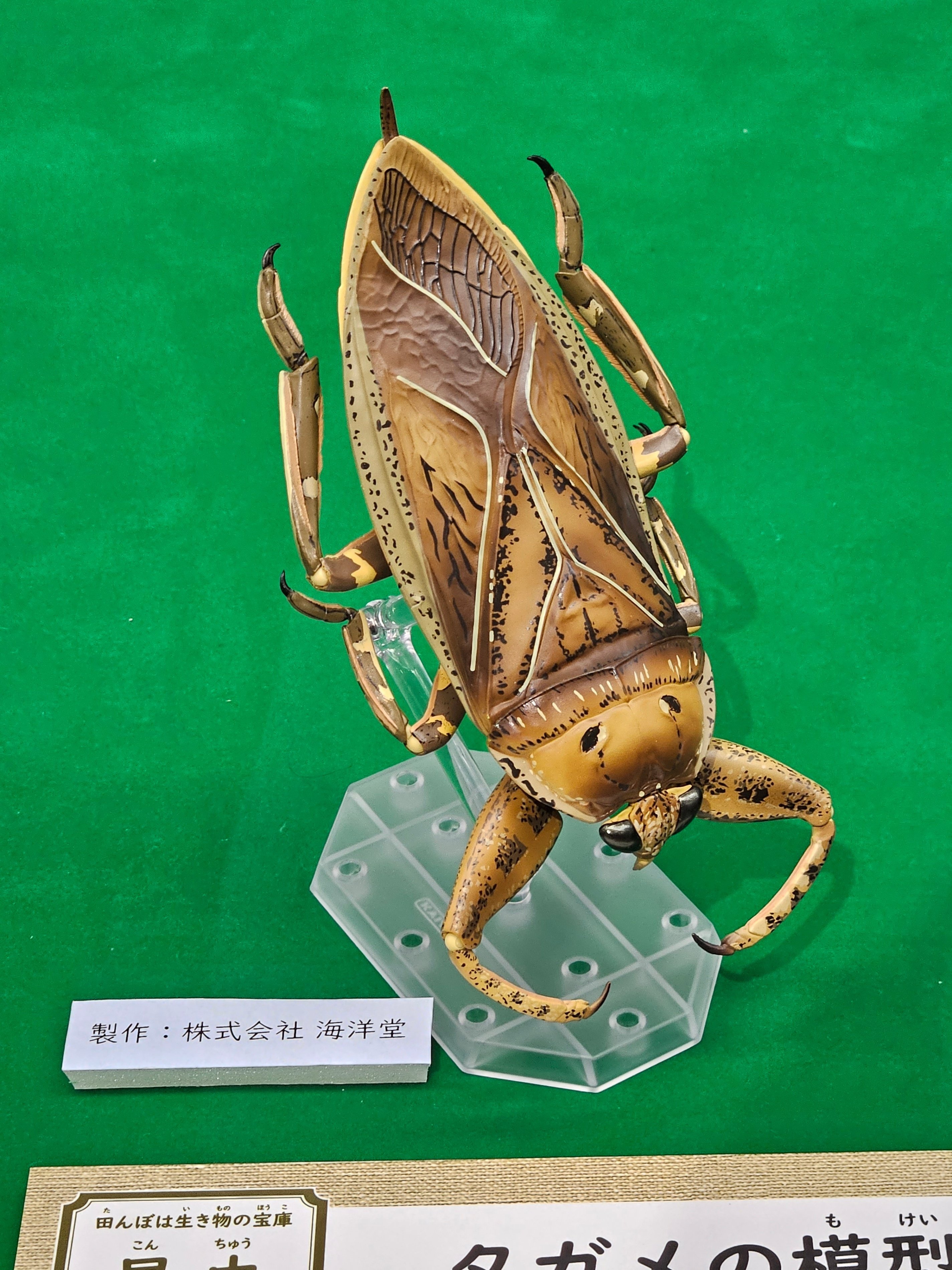 The Lost Universe 古代の巨大昆虫⑤古代vs現代 巨大昆虫対決｜美原さつき